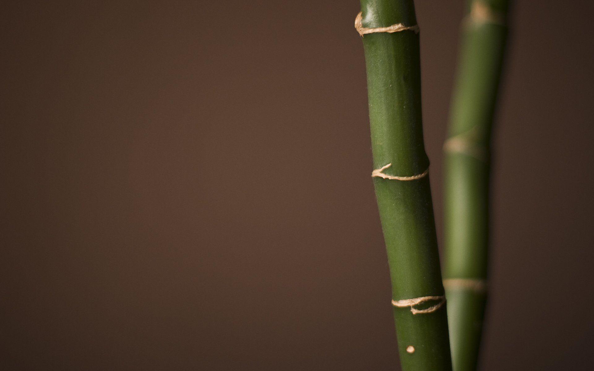 1920x1200 Brown Bamboo Desktop Wallpaper