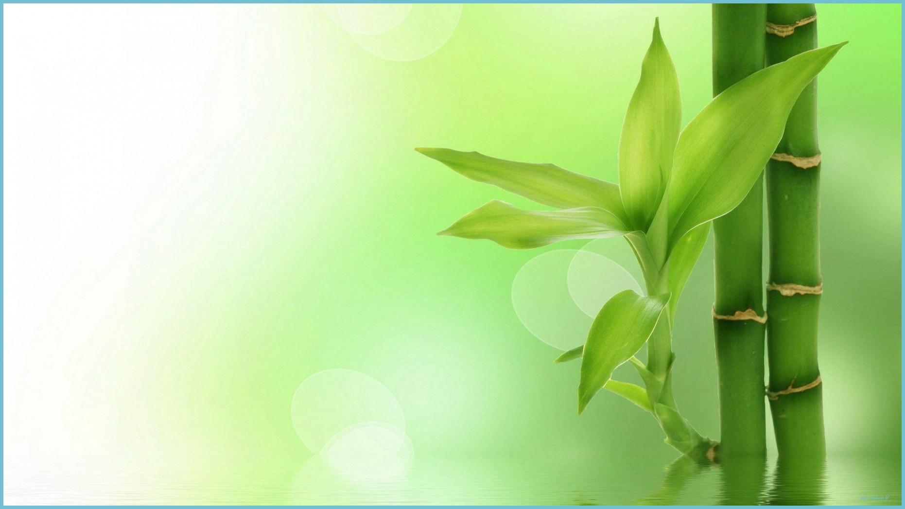 1862x1047 Seven Great Bamboo Wallpaper HD Ideas That You Can Share With Your Friends. Bamboo Wallpaper HD