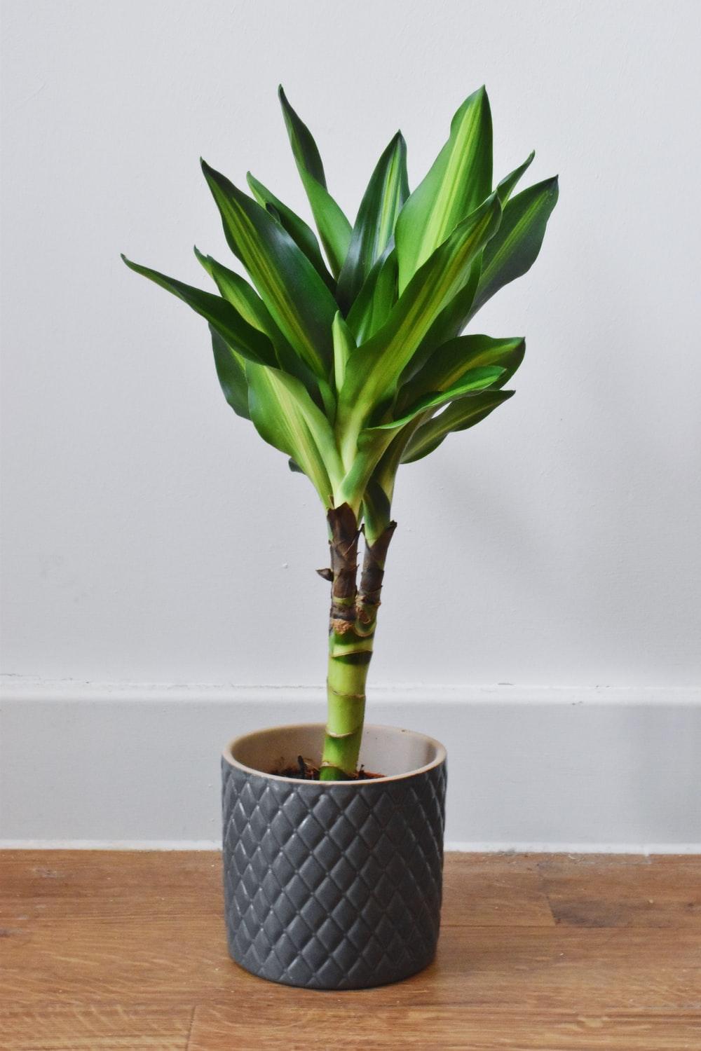 1000x1500 fortune plant photo