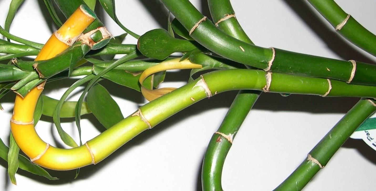 1431x727 Personal.: Is Your Lucky Bamboo Turning Yellow ?.here's how to save it