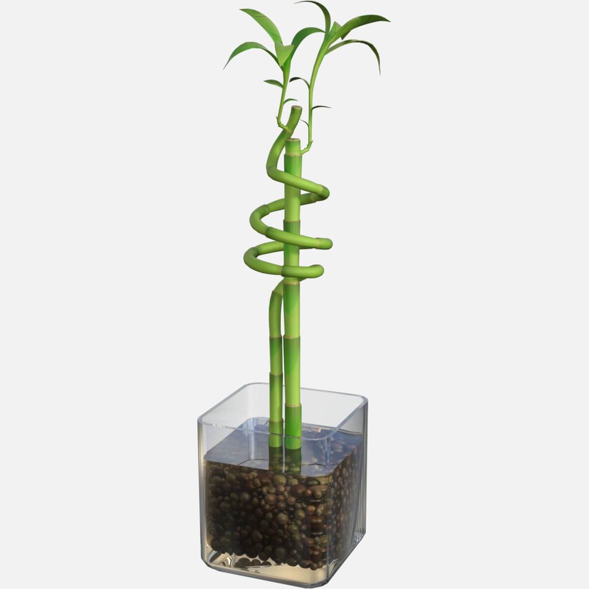 1200x1200 Lucky Bamboo Plant and Base 3D Model