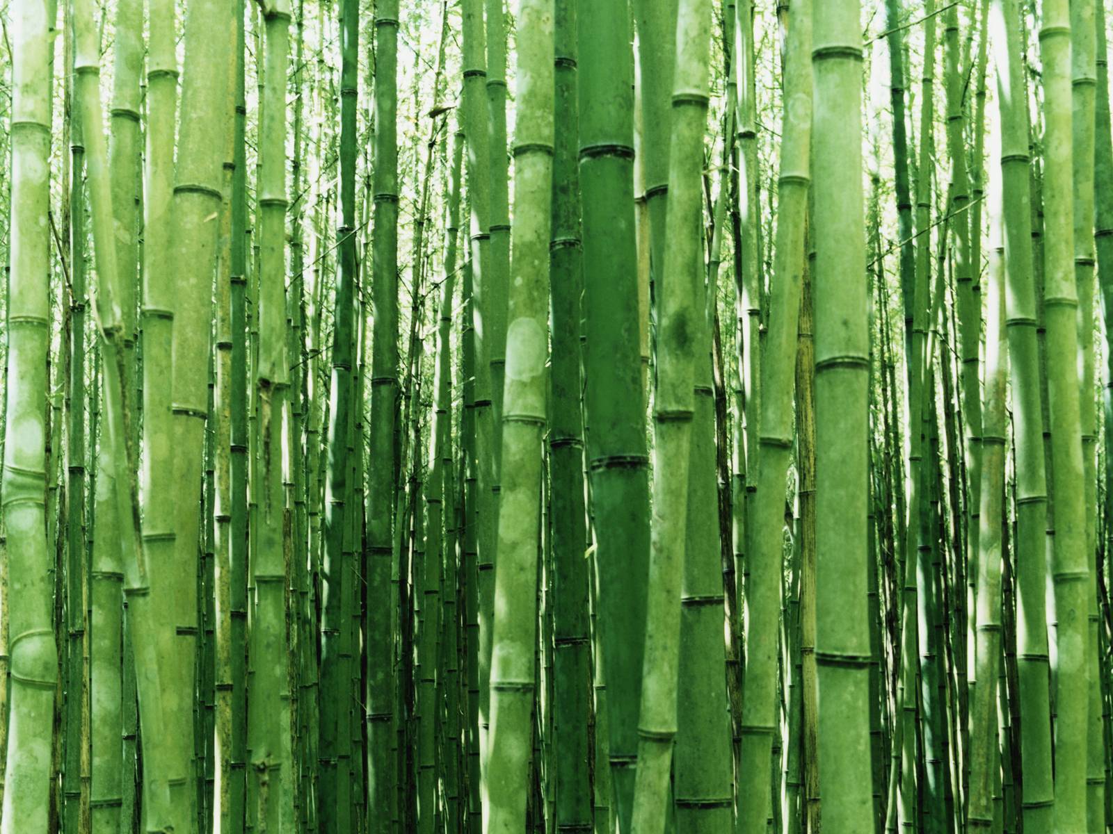 1600x1200 Bamboo Wallpaper