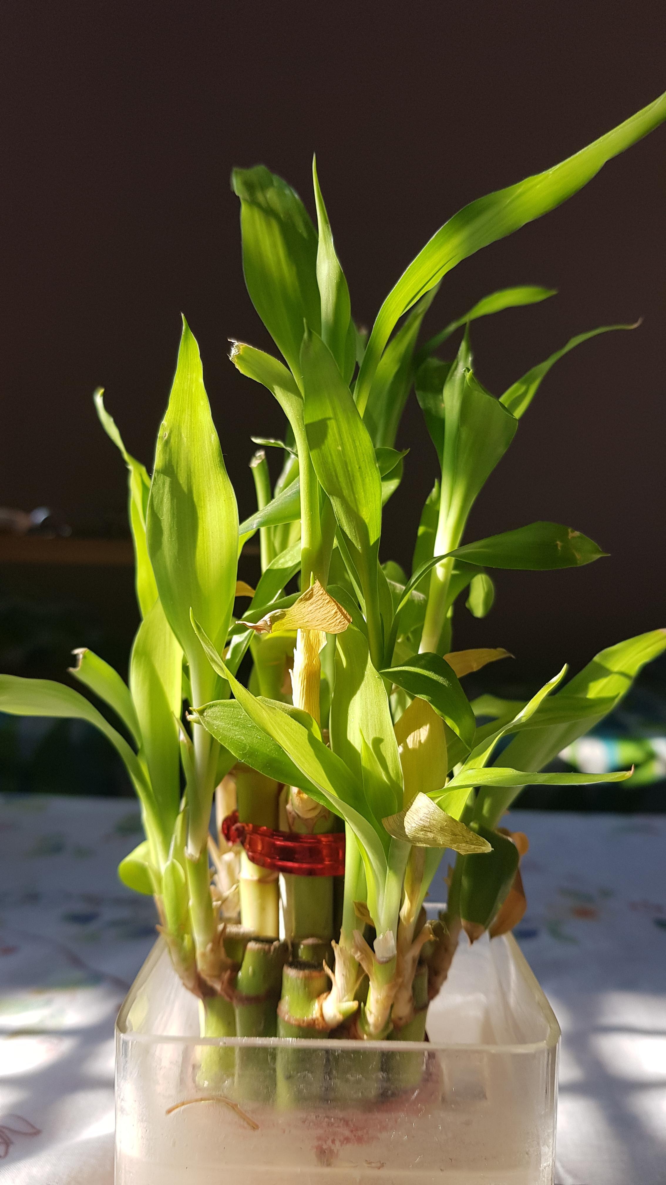 2268x4032 Full HD Lucky Bamboo HD Wallpaper