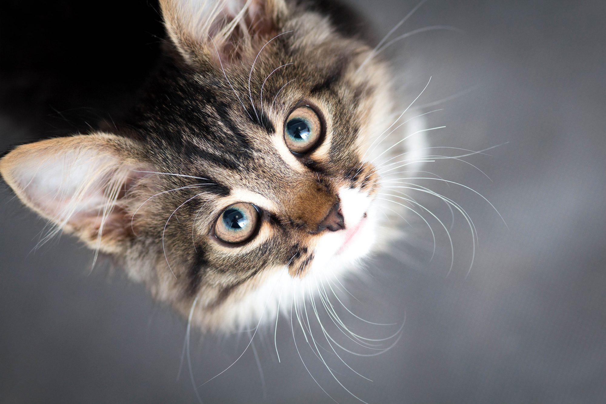 2000x1333 Cat Pun Names for Your Purrfect Feline