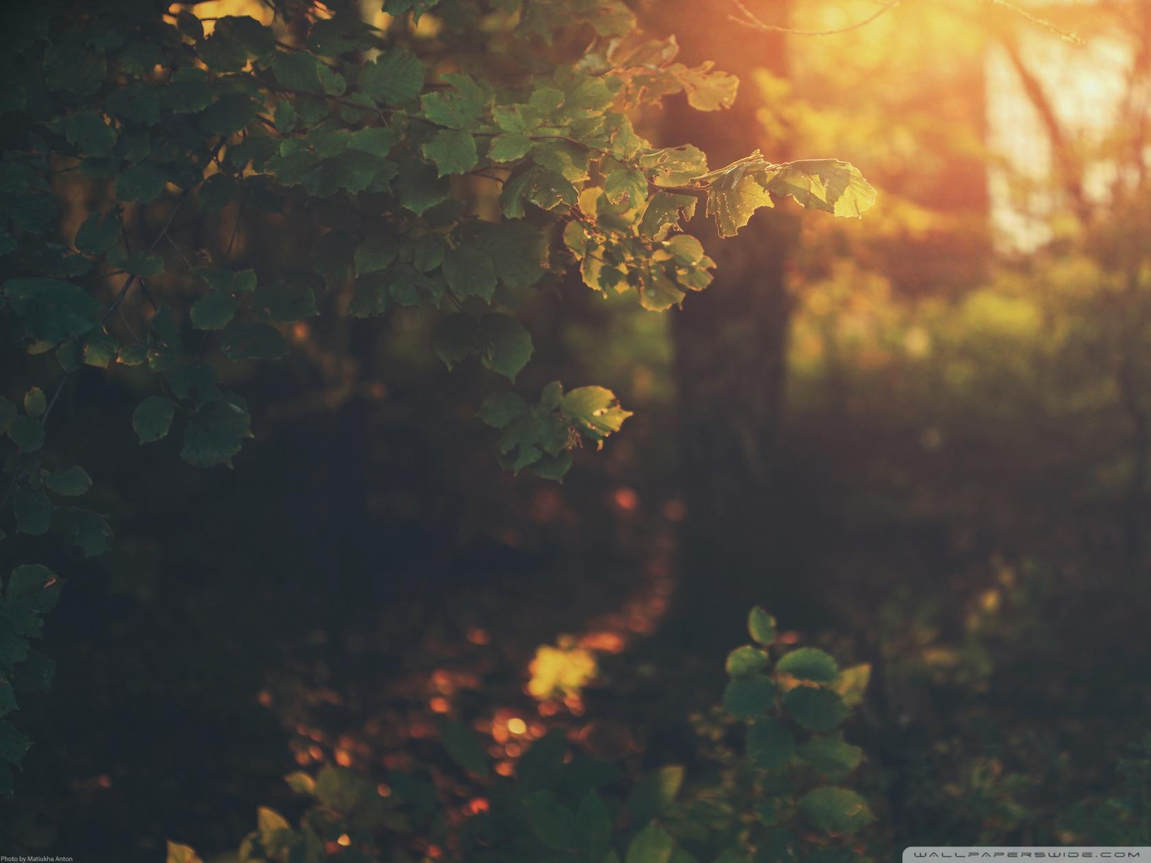 1680x1260 Golden Light Ultra HD Desktop Background Wallpaper for 4K UHD TV : Widescreen & UltraWide Desktop & Laptop : Tablet