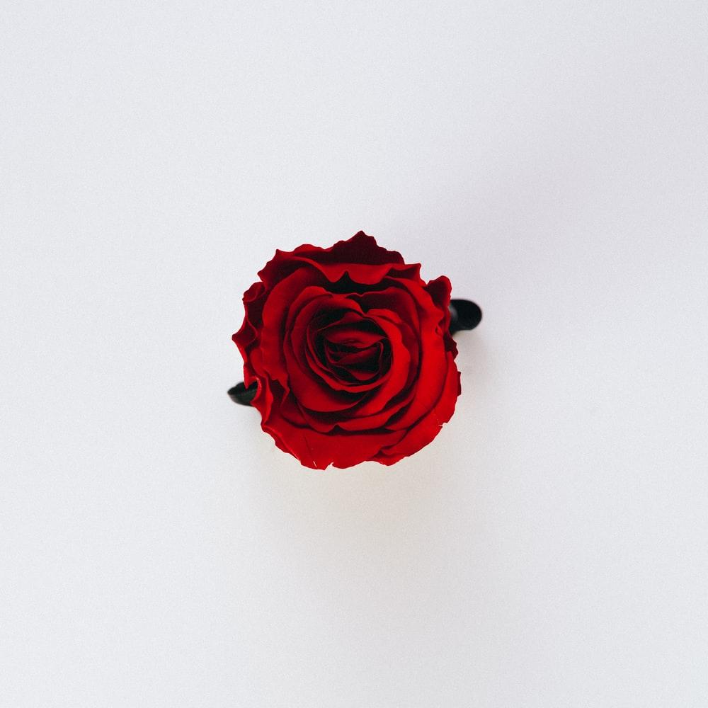 1000x1000 Rose Wallpaper: Free HD Download [HQ]