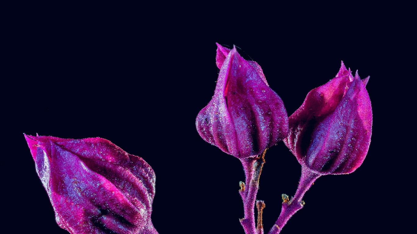 1366x768 28++ Red Flower Laptop Wallpaper