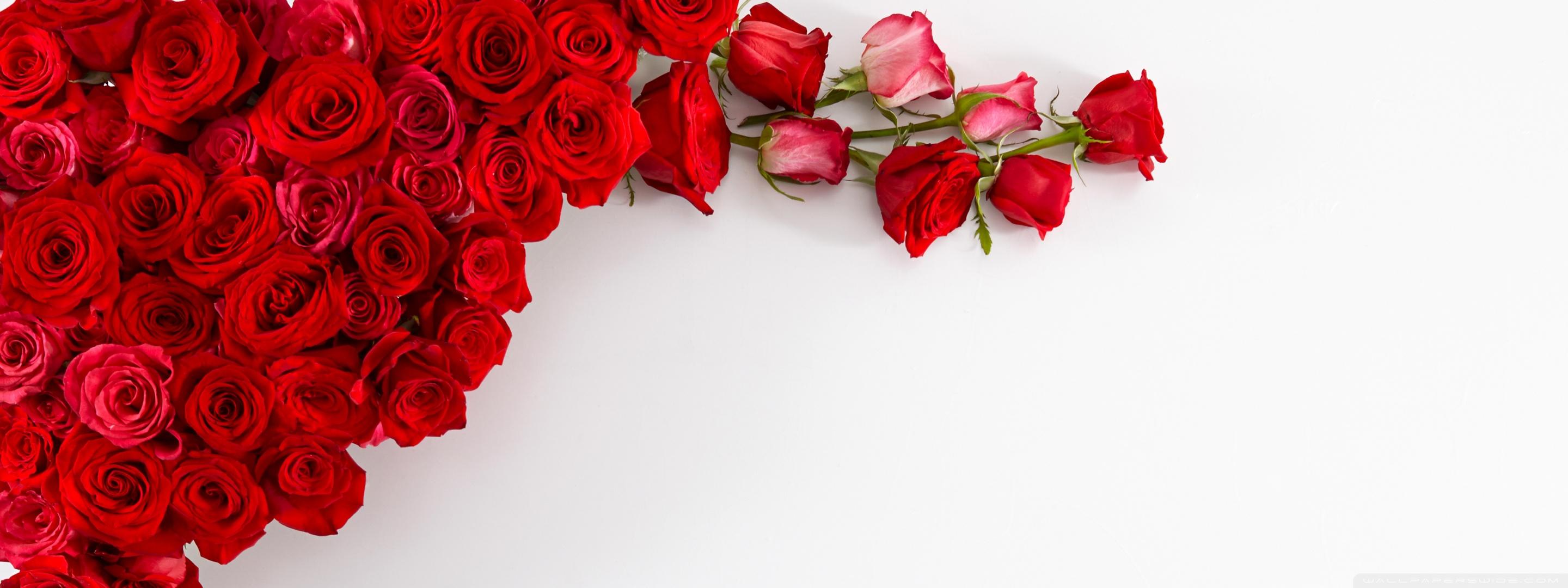 2880x1080 Red Roses on White Background Ultra HD Desktop Background Wallpaper for : Widescreen & UltraWide Desktop & Laptop : Multi Display, Dual Monitor : Tablet