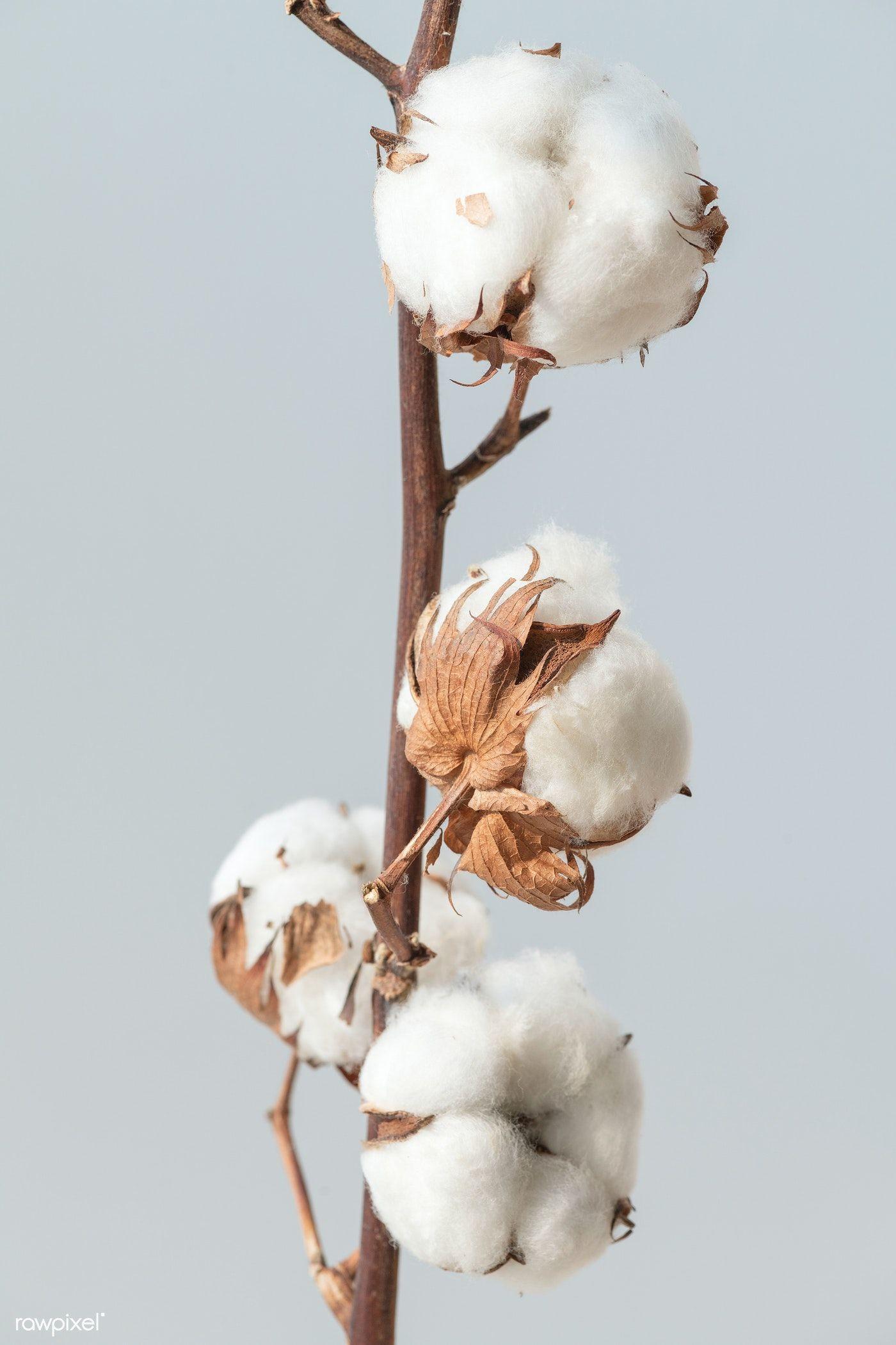 1400x2100 Cotton flower branch on a blue background. premium image / Teddy Rawpixel. Flower background wallpaper, Flowers photography, Flower branch