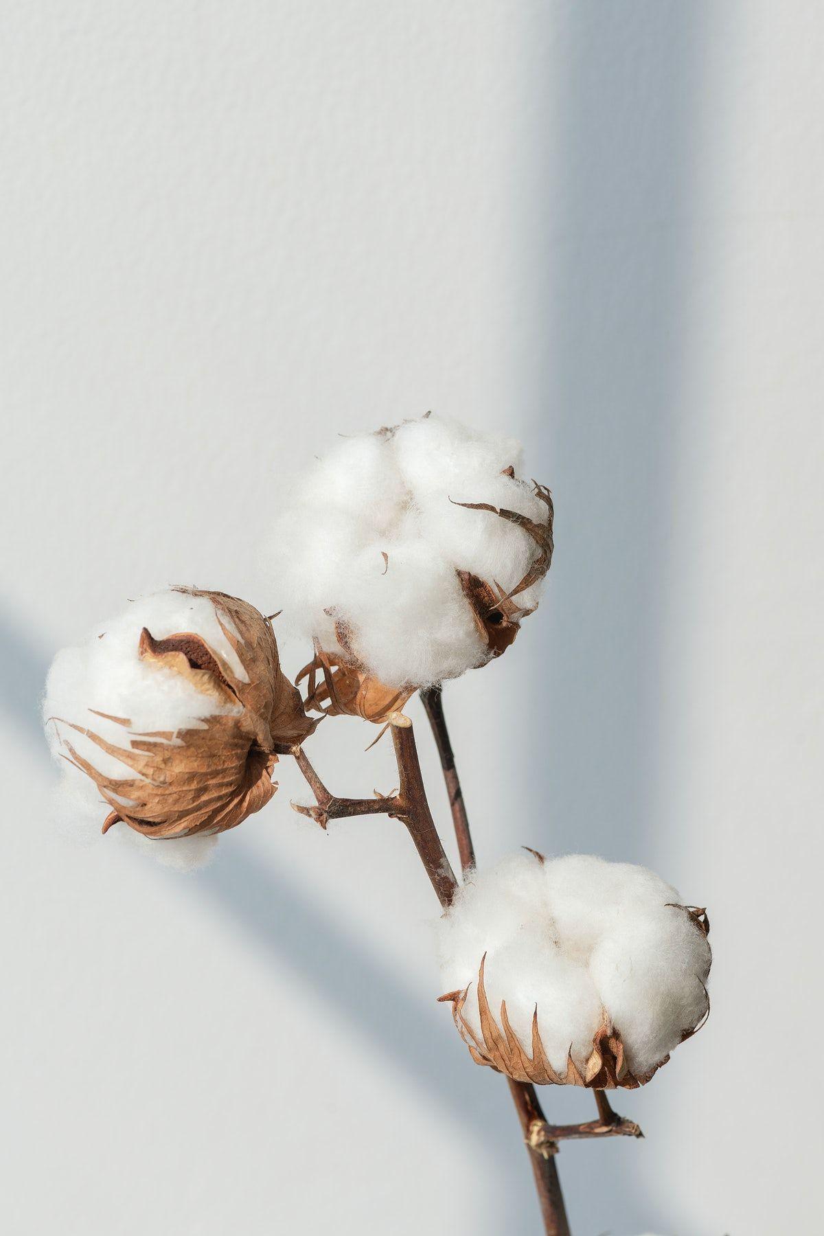 Cotton Photos Download The BEST Free Cotton Stock Photos  HD Images