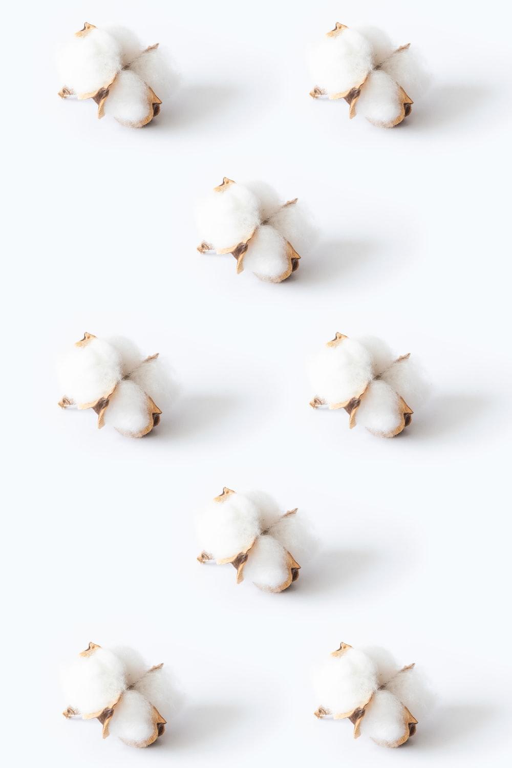 1000x1500 Cotton Flower Picture. Download Free Image