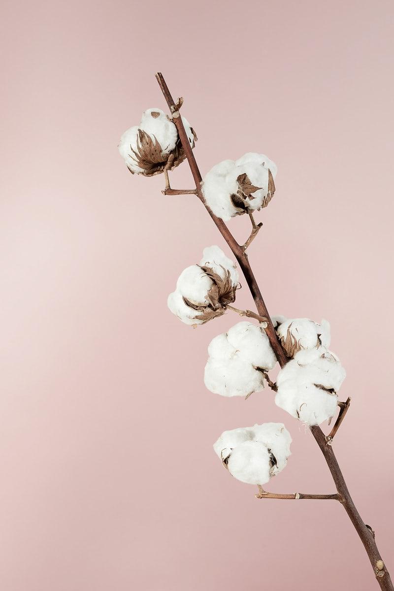 Cotton Flower Wallpapers Top Free Cotton Flower Backgrounds