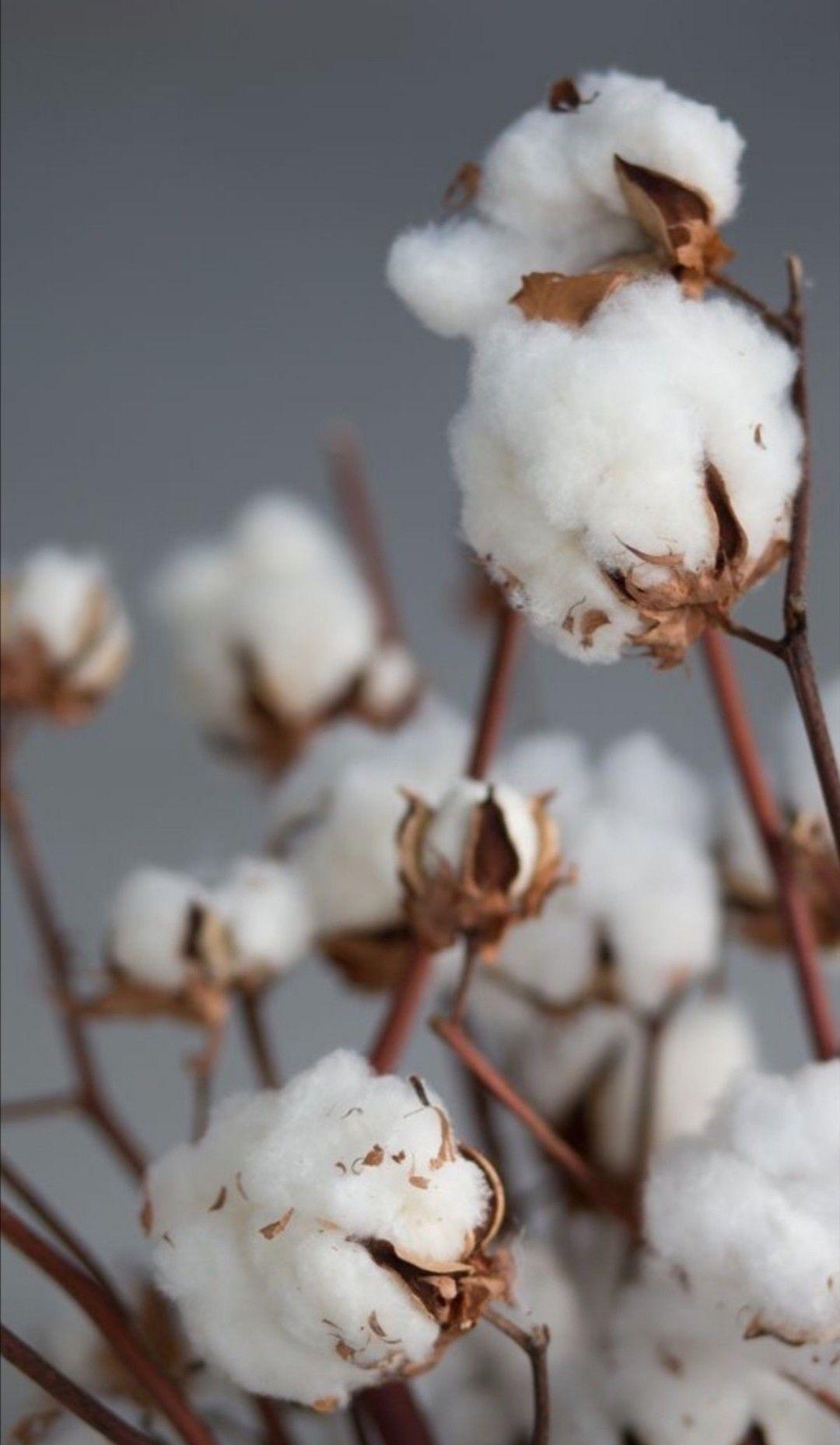 1080x1857 обои. Flower phone wallpaper, Flower wallpaper, Aesthetic iphone wallpaper