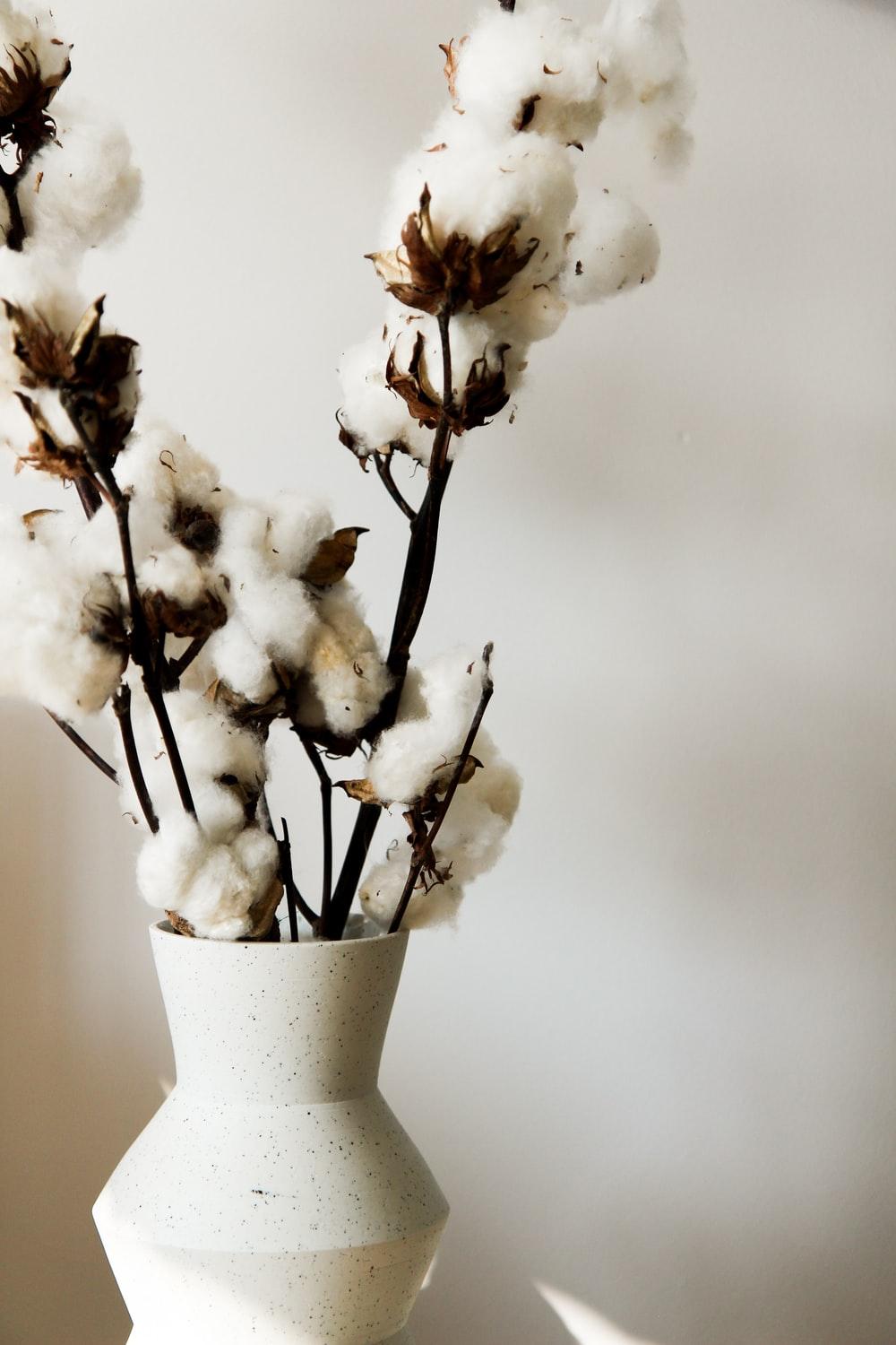 1000x1500 Cotton Flower Picture. Download Free Image