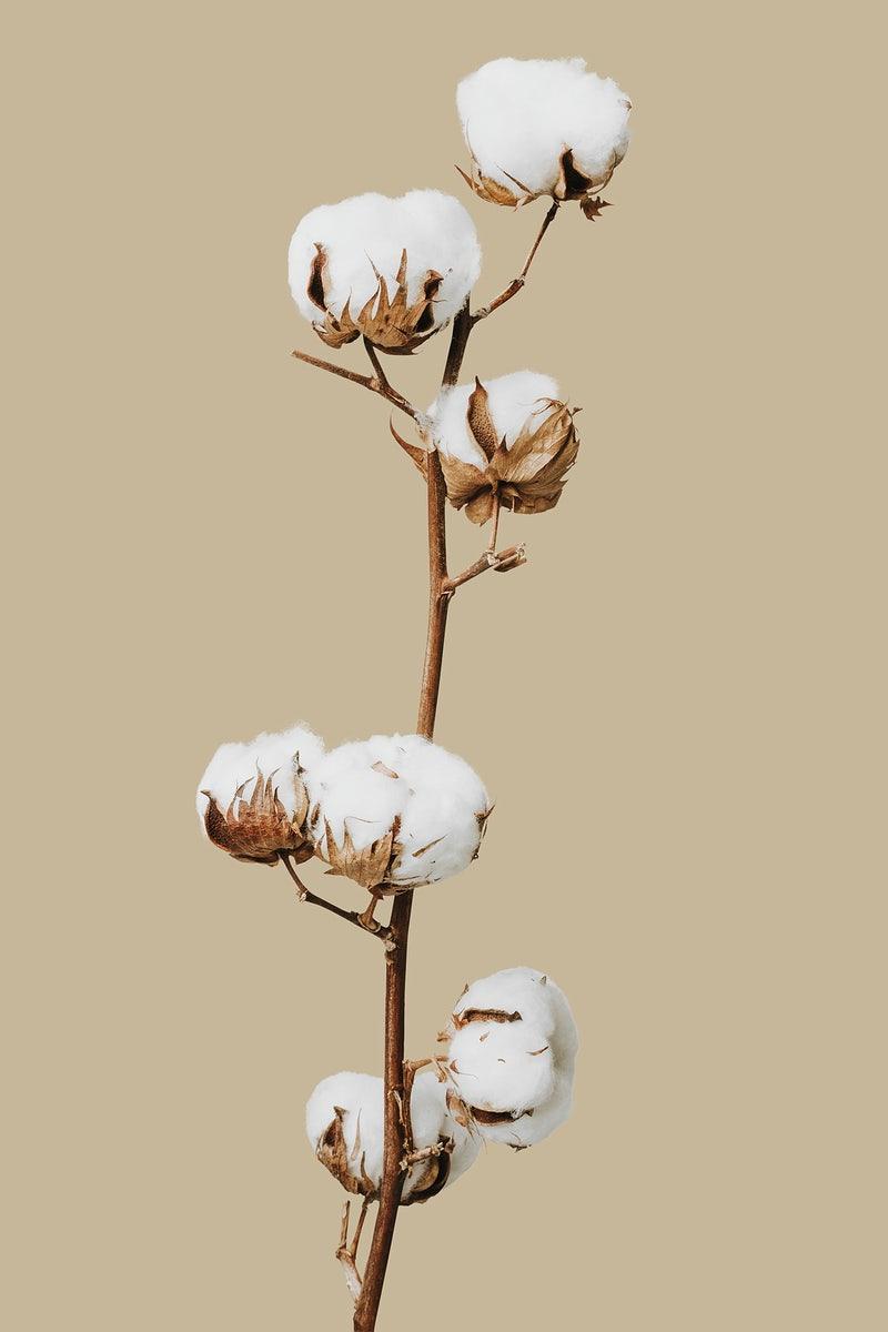 Cotton Flower Wallpapers - Top Free Cotton Flower Backgrounds