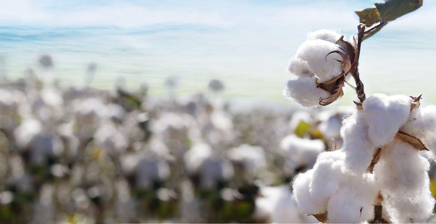 1800x924 Cotton Wallpaper