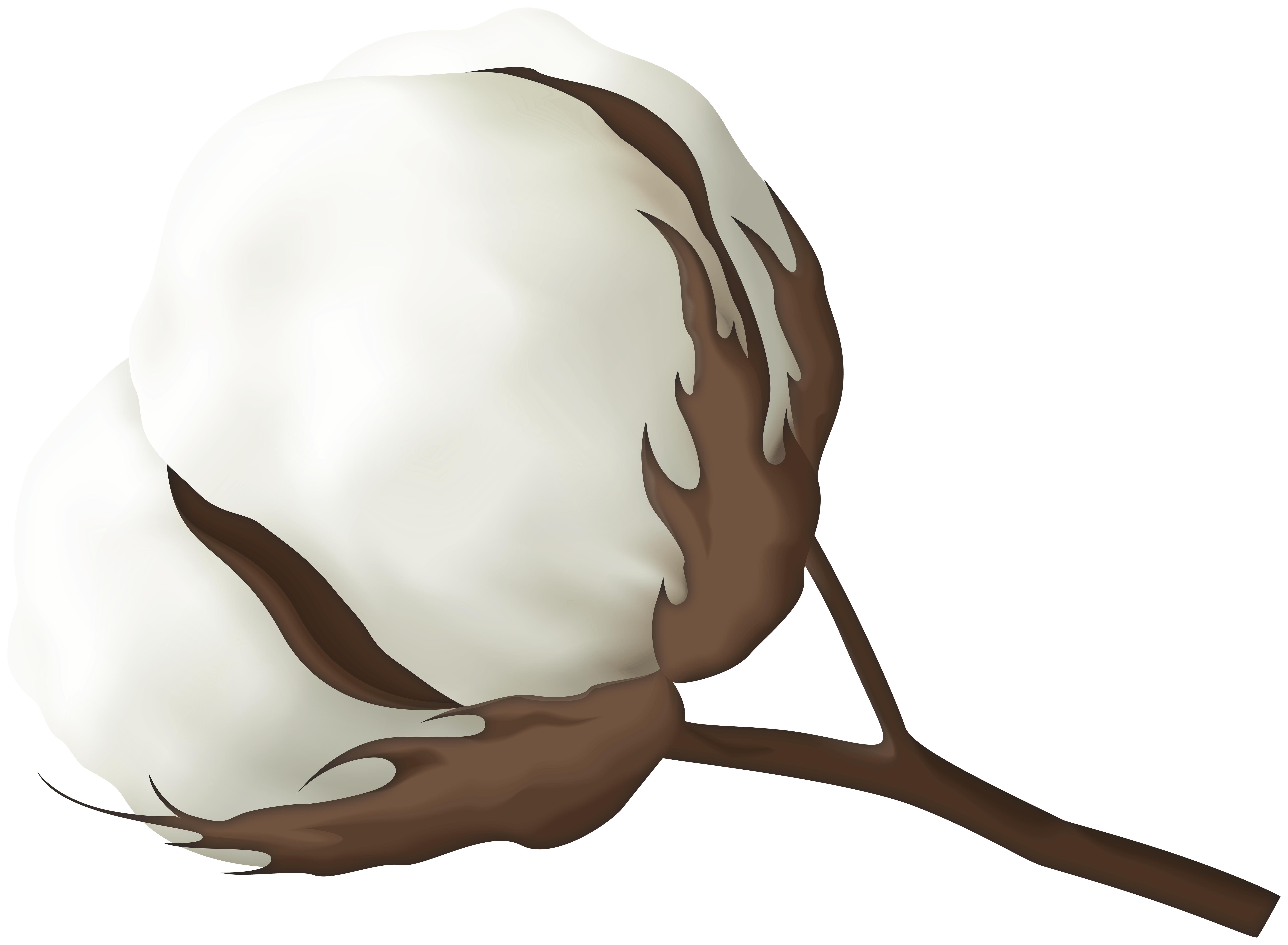 8000x5867 Cotton Flower PNG Clipart​-Quality Image and Transparent PNG Free Clipart