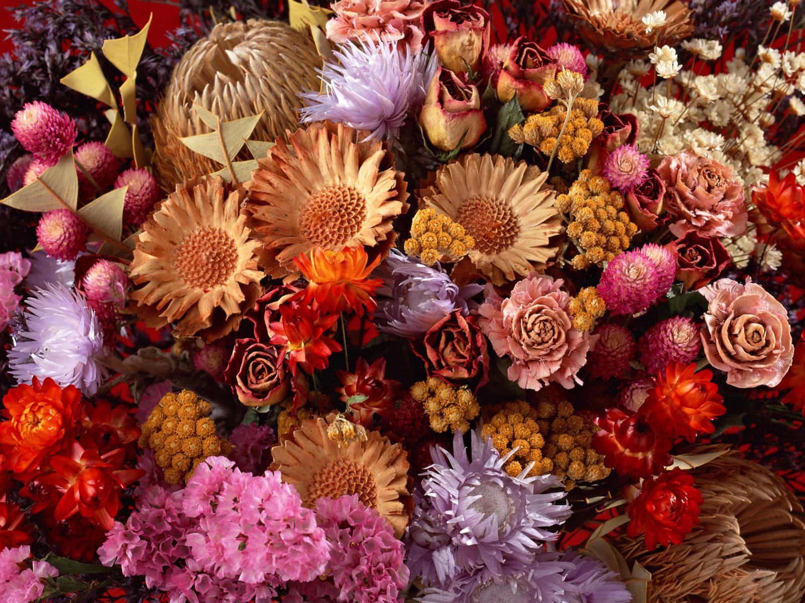 1600x1200 Dream Wallpaper: Dry paper and cotton flower