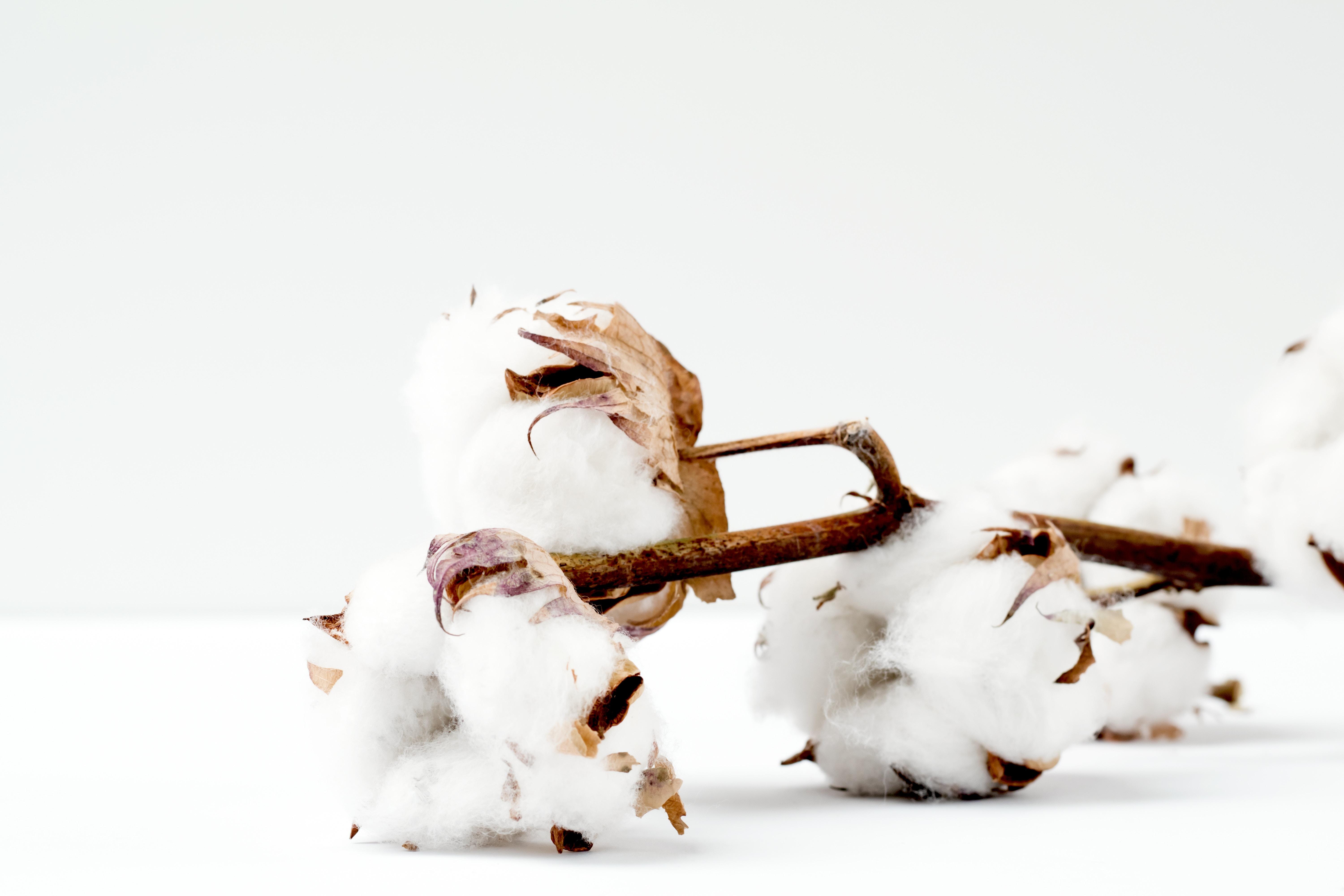 6000x4000 6000x4000 #scandinavian style, #bloom, #Free image, #nordiccopperdesign, #white, #marianne krohn, #cotton, #minimal, #brown, #cotton flower. Mocah HD Wallpaper