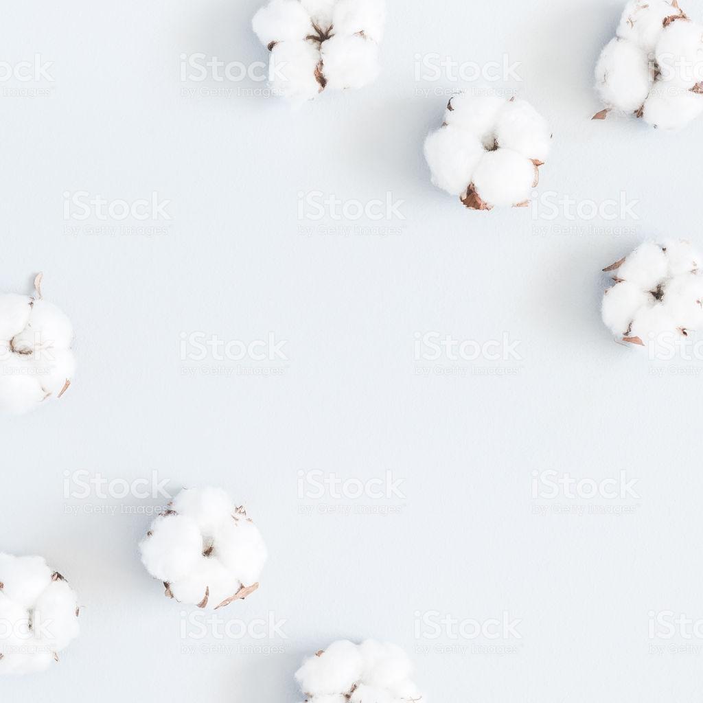 Cotton Flower Wallpapers - Top Free Cotton Flower Backgrounds