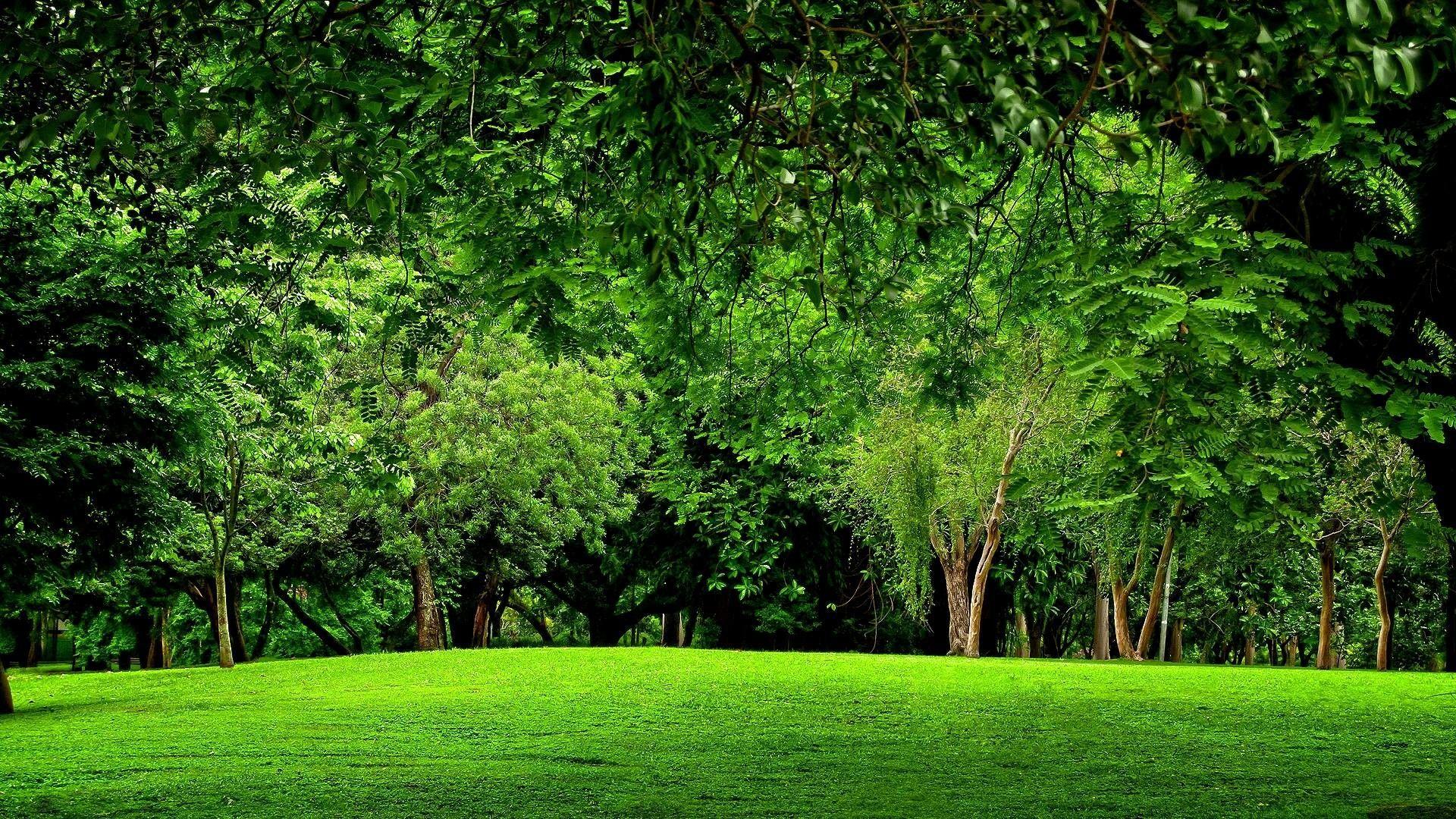 Green Forest 4K Wallpapers Top Free Green Forest 4K Backgrounds