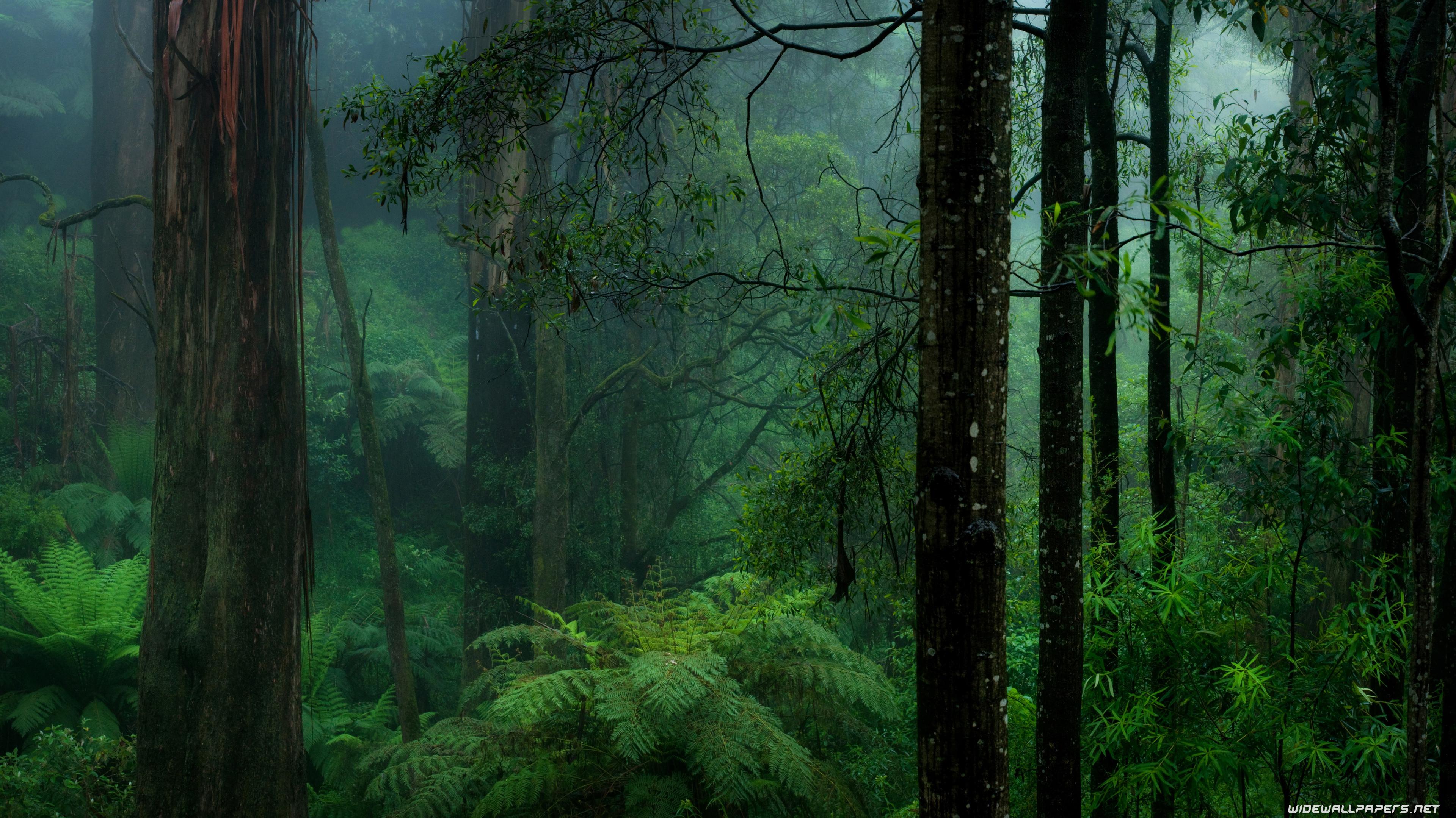 Green Forest 4K Wallpapers - Top Free Green Forest 4K Backgrounds