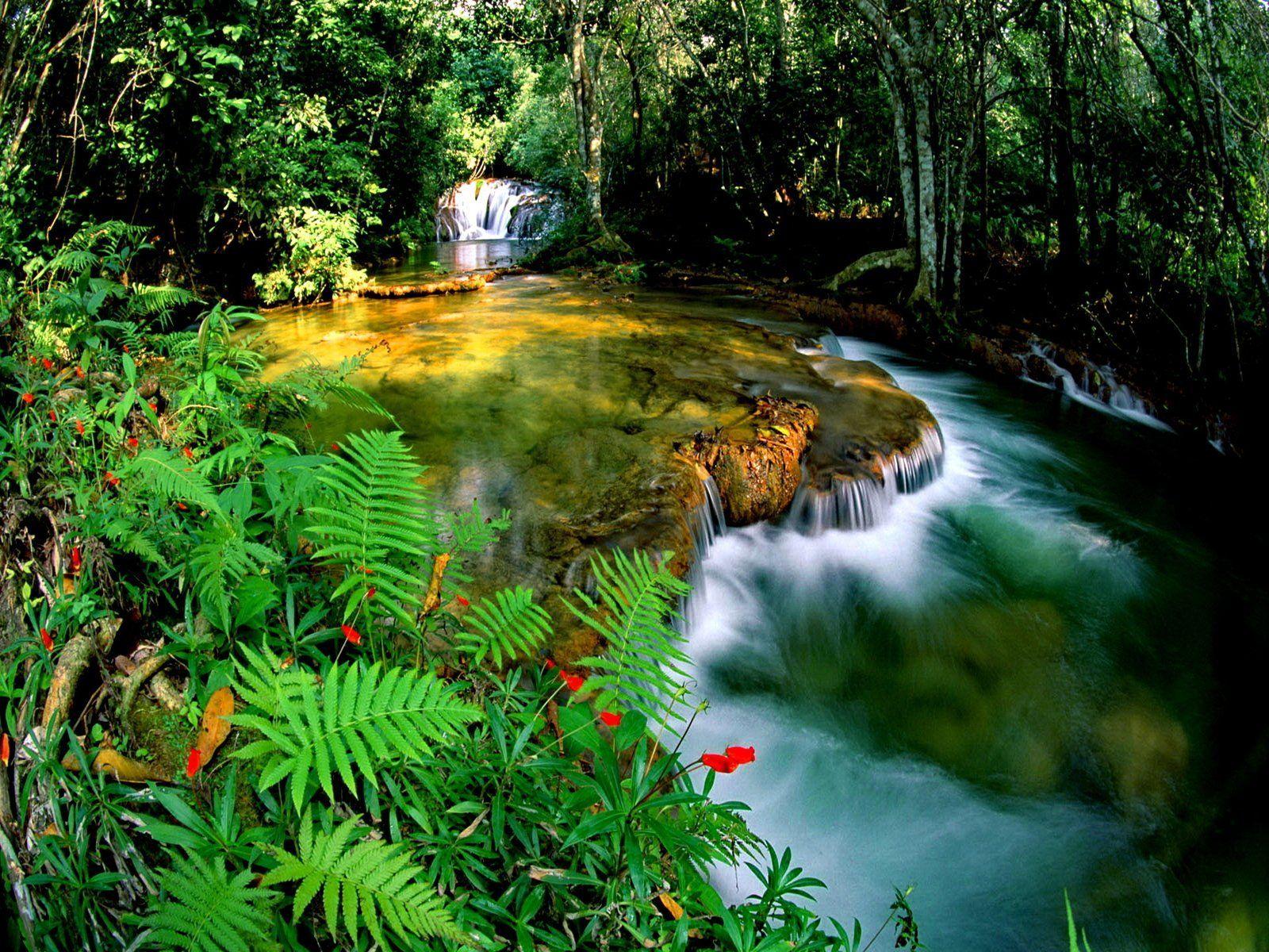 1600x1200 Jungle Wallpaper, HD Jungle Background