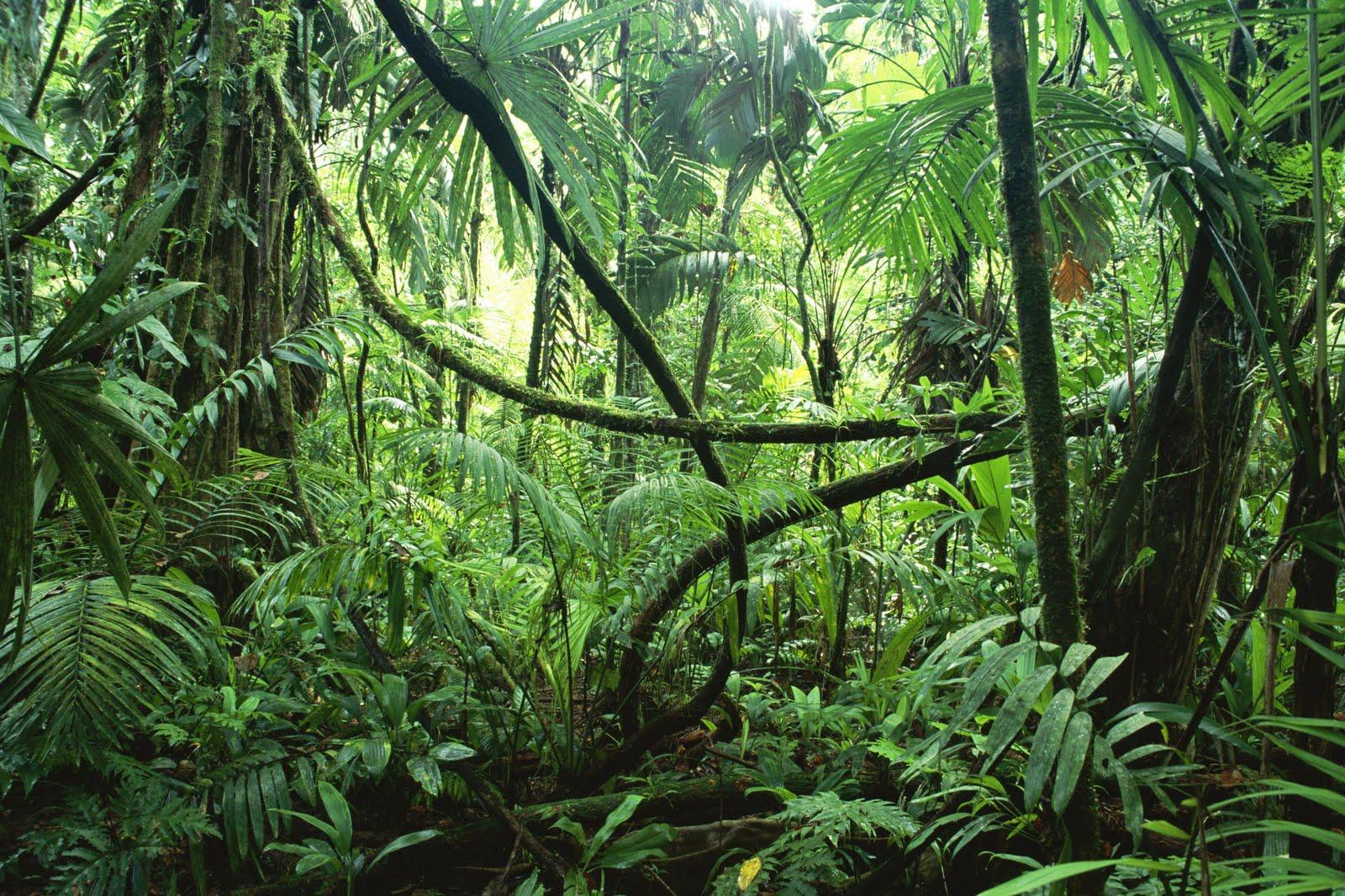 1600x1066 Free download High Resolution Jungle Forest Wallpaper HD Nature Wallpaper [1600x1066] for your Desktop, Mobile & Tablet. Explore Jungle Wallpaper. Nature Wallpaper, Mural Wallpaper Canada, Forest Scene Wallpaper
