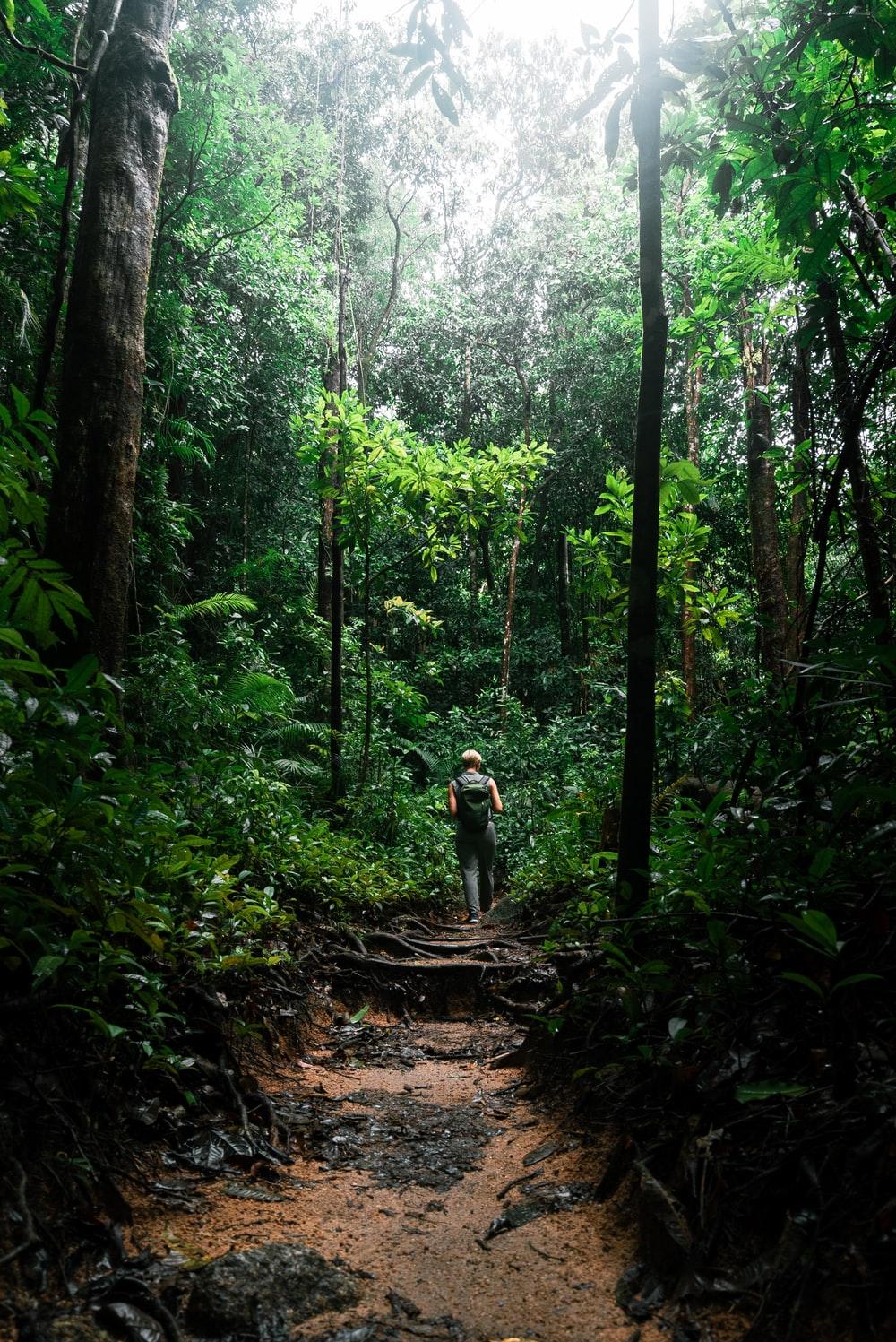 1000x1497 Jungle Background Image: Download HD Background