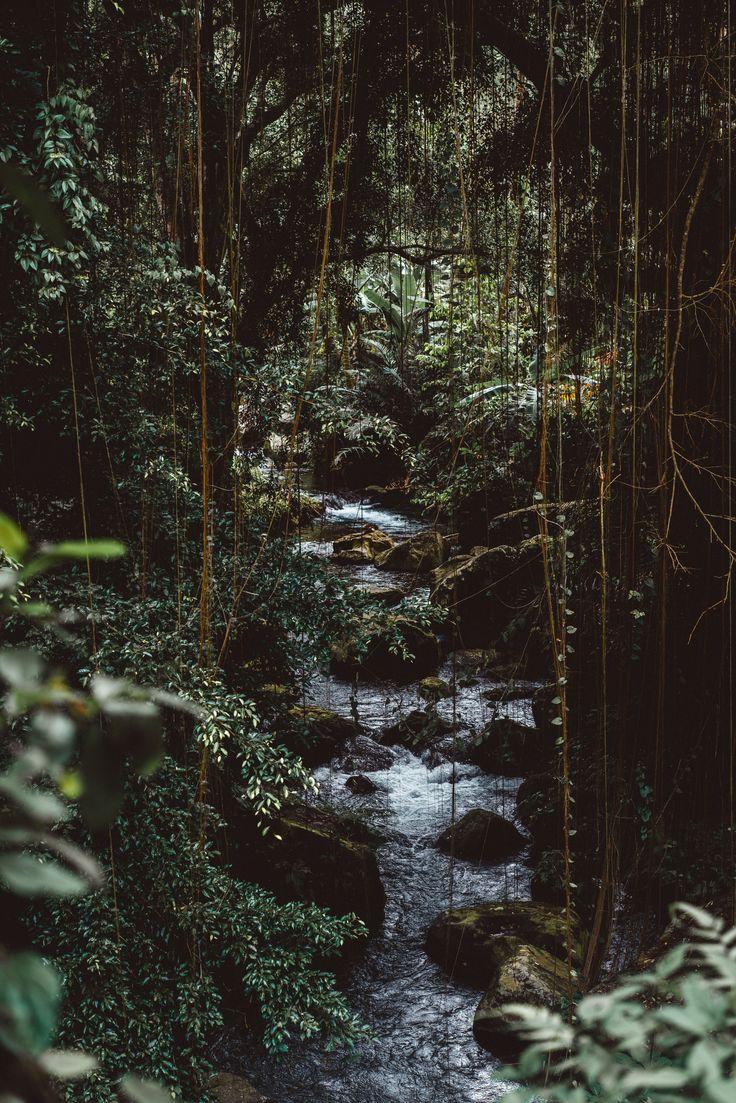 736x1103 Tranquility Rainforest Meditation. Jungle picture, Nature iphone wallpaper, Jungle wallpaper