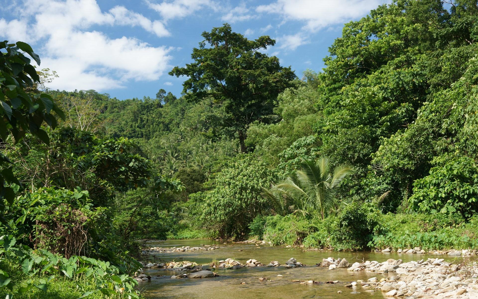 1920x1200 31++ Nature Jungle HD Wallpaper