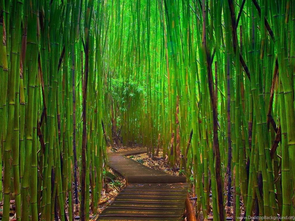 1024x768 Wallpaper Proslut: High Resolution Beautiful Nature Jungle. Desktop Background