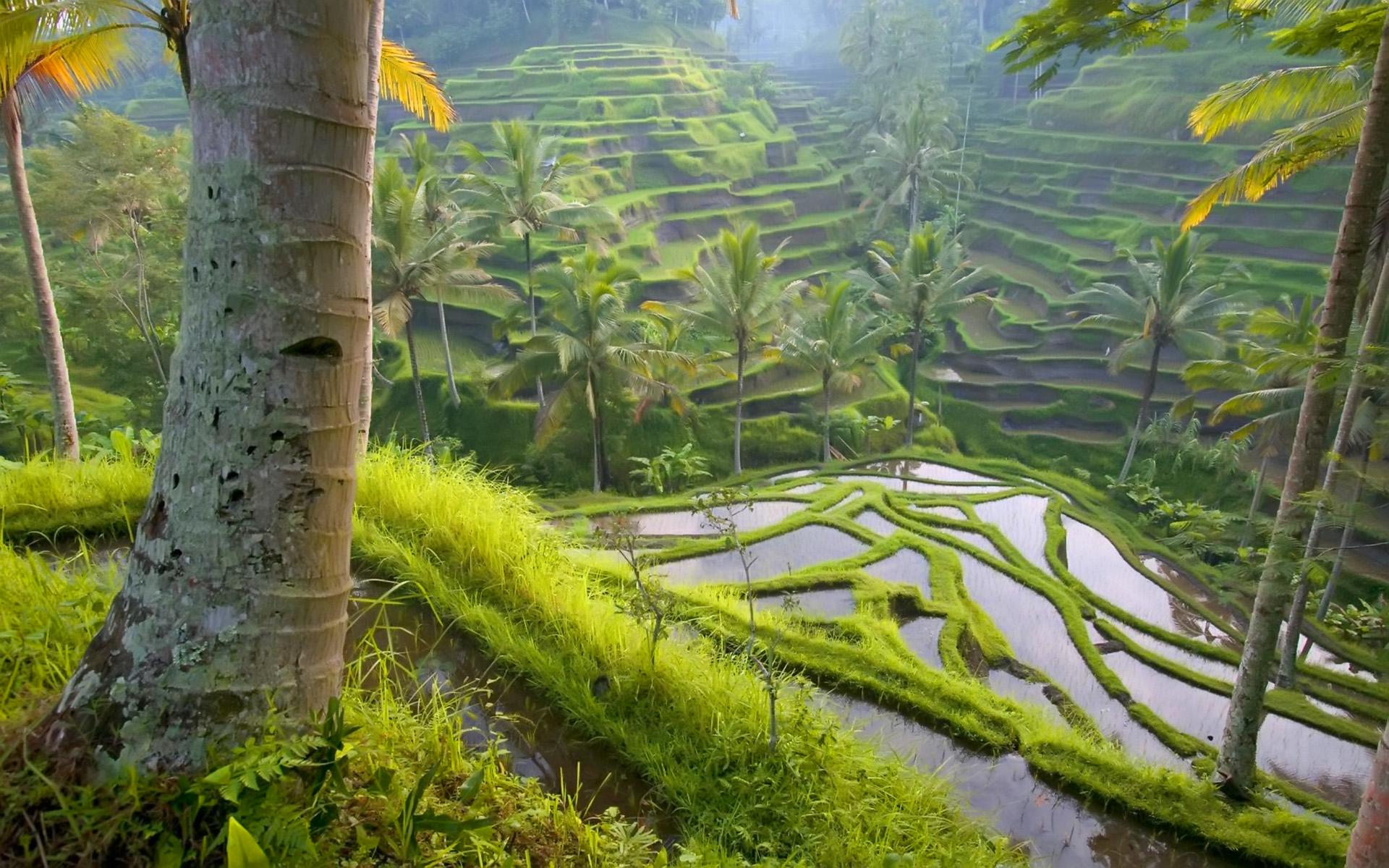 1920x1200 Jungle, wallpaper, nature, definir