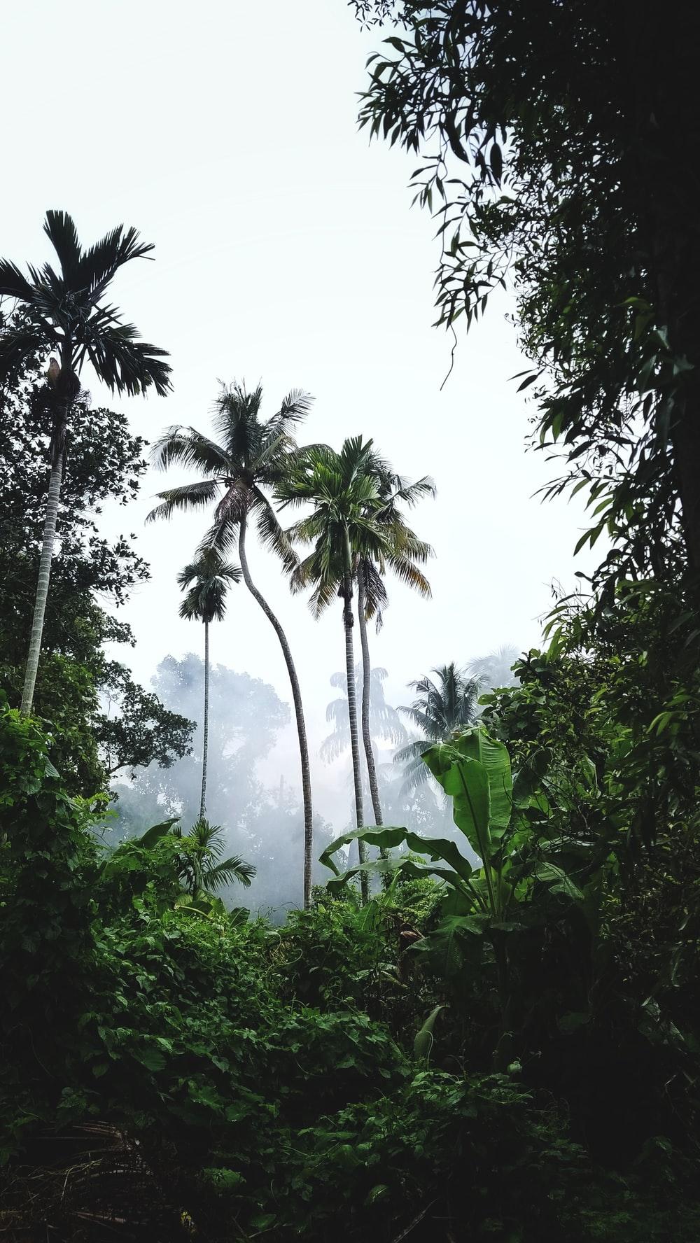 1000x1776 Jungle Background Image: Download HD Background