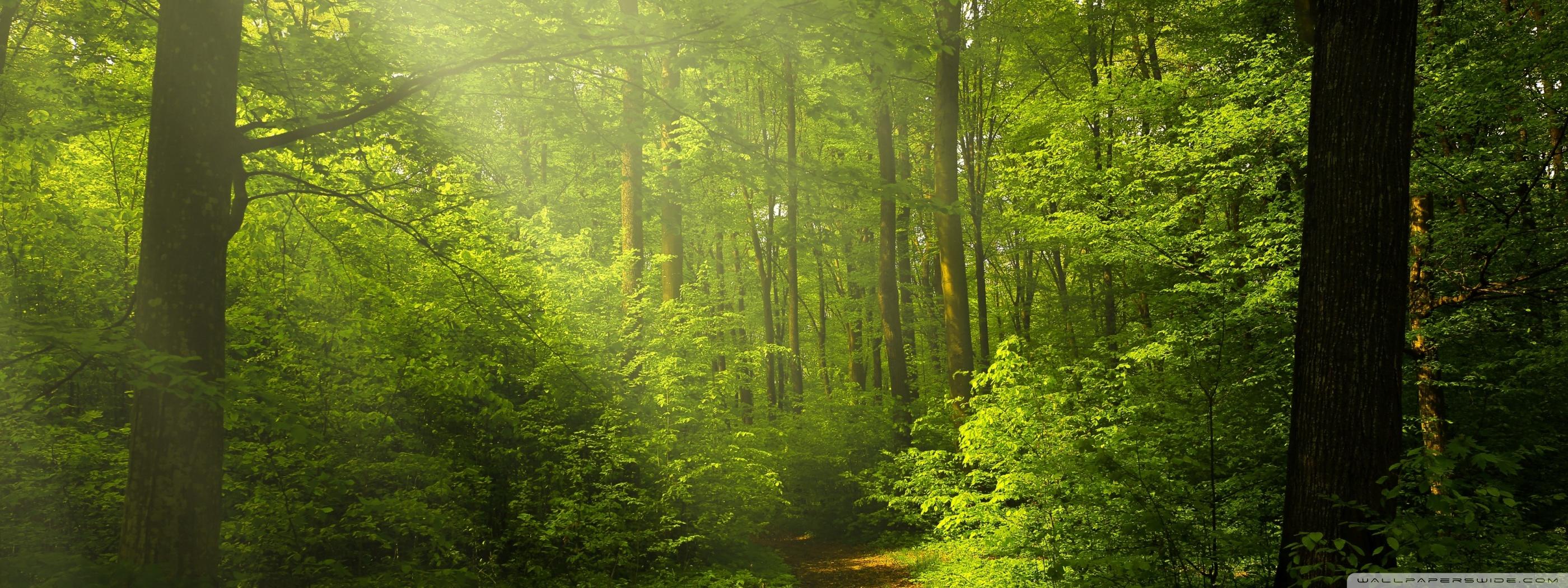 2800x1050 Beautiful Nature Image, Green Forest Ultra HD Desktop Background Wallpaper for 4K UHD TV : Widescreen & UltraWide Desktop & Laptop : Multi Display, Dual Monitor : Tablet