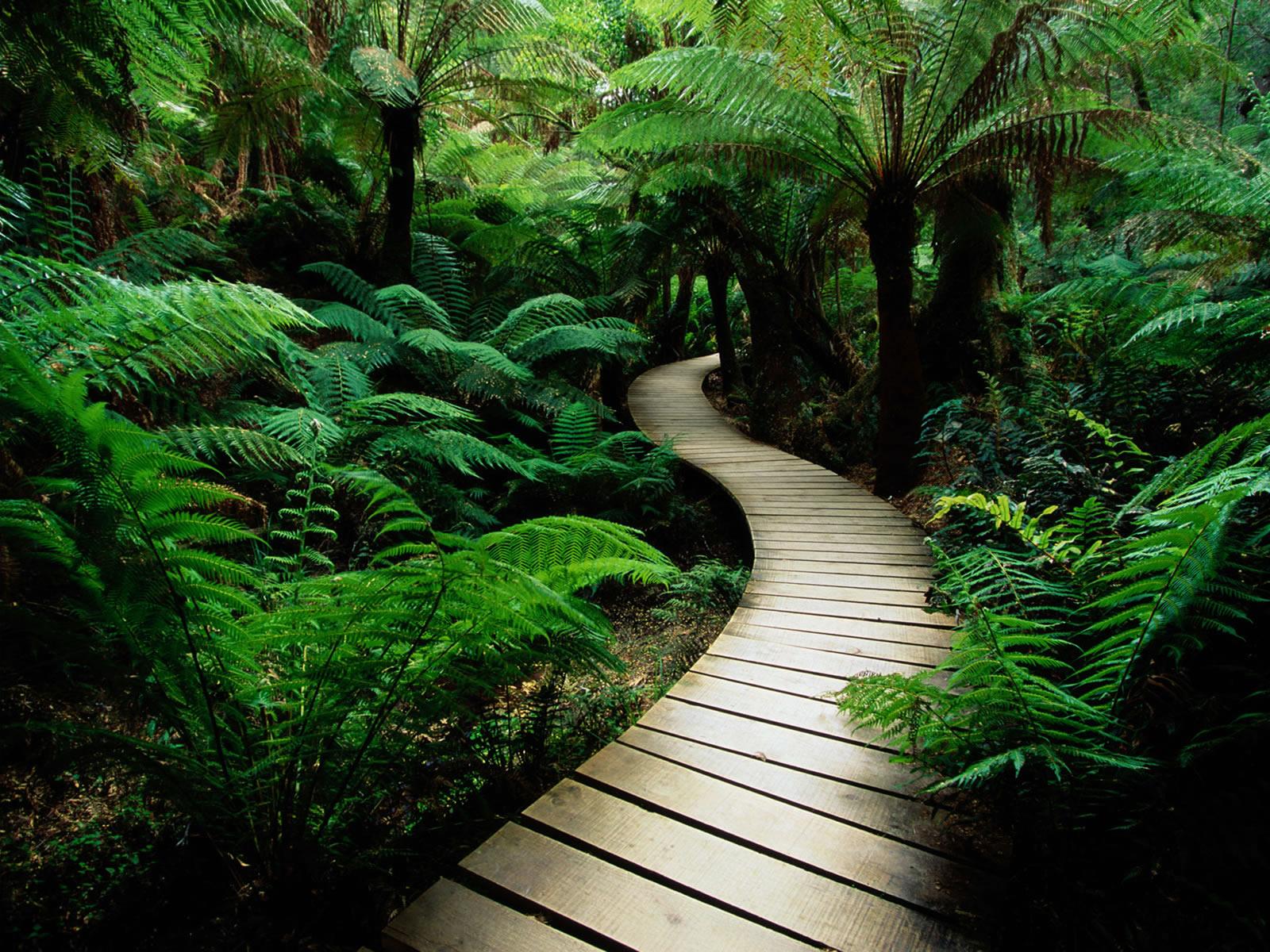 1600x1200 Free download wallpaper jungle wallpaper 3D nature wallpaper jungle wallpaper [1600x1200] for your Desktop, Mobile & Tablet. Explore Jungle Background. Jungle Book Wallpaper