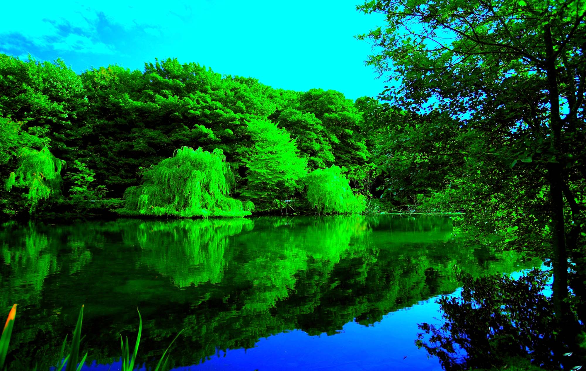 Green Forest K Wallpapers Top Free Green Forest K Backgrounds Wallpaperaccess