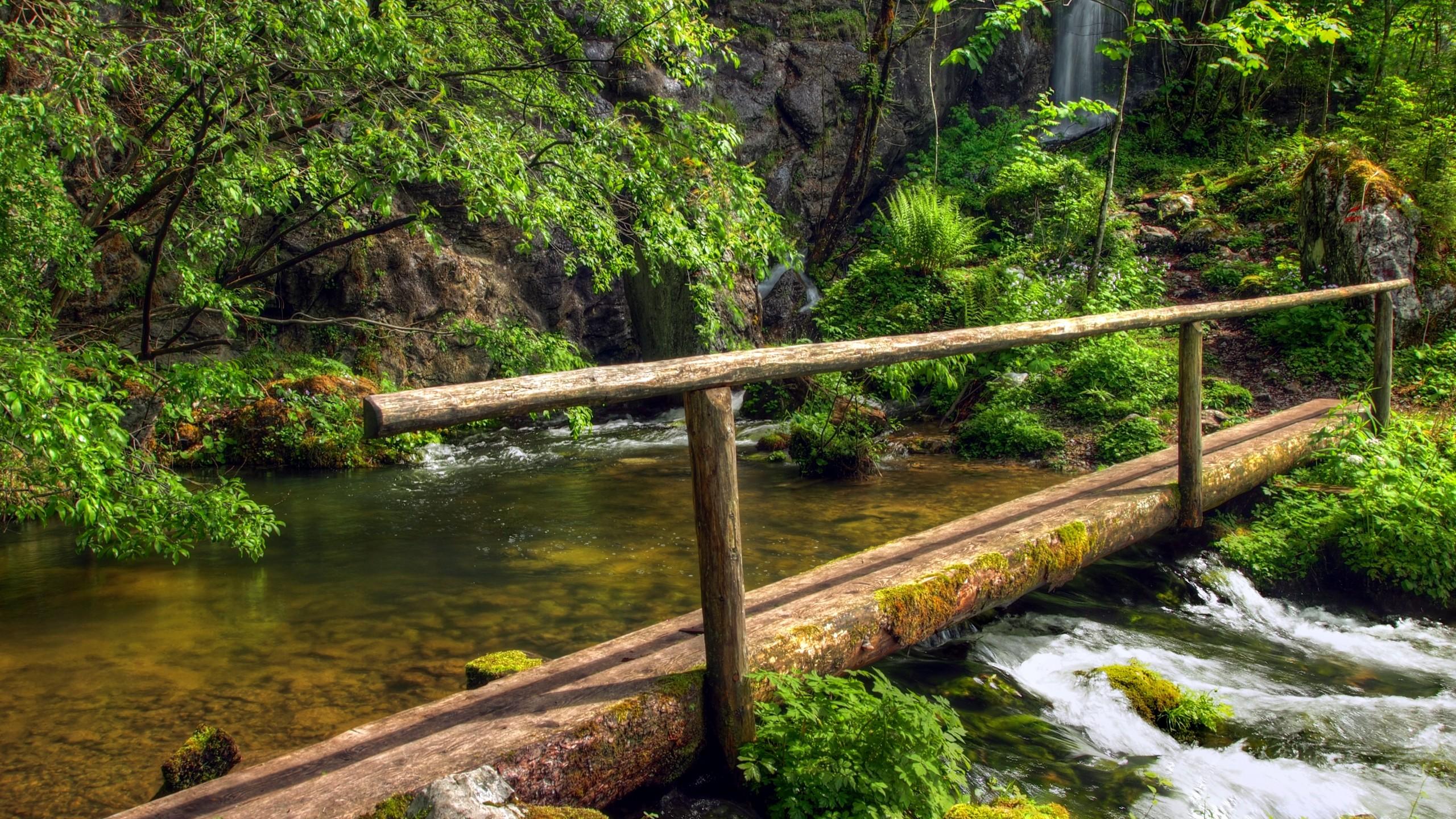 2560x1440 Wallpaper forest, 5k, 4k wallpaper, green, trees, plants, waterfall, bridge, Nature