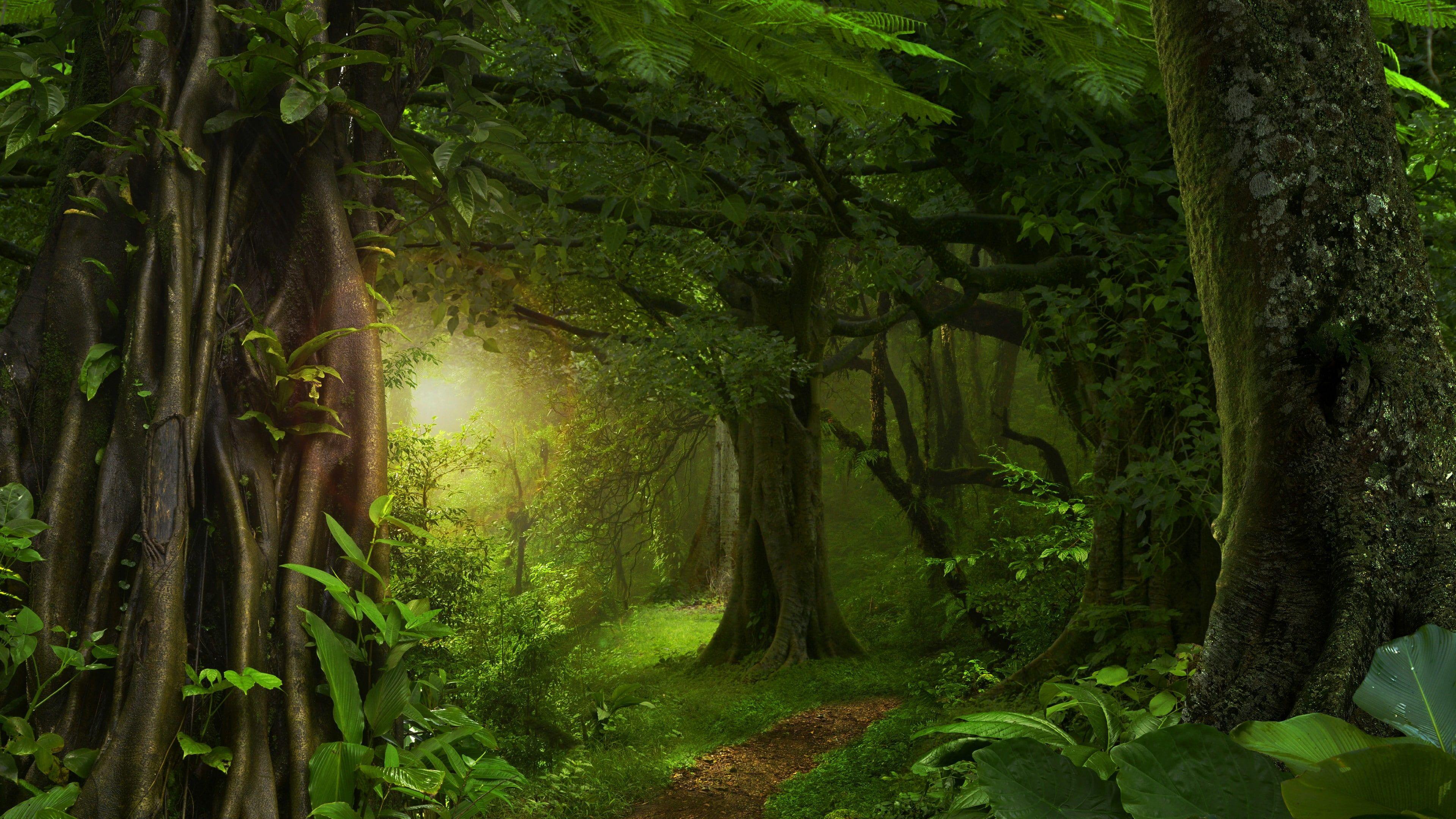 3840x2160 vegetation #forest #nature green forest #woodland forest path #woods #path #sunlight #tree green leaves #flora. Forest wallpaper, Forest path, Jungle wall mural