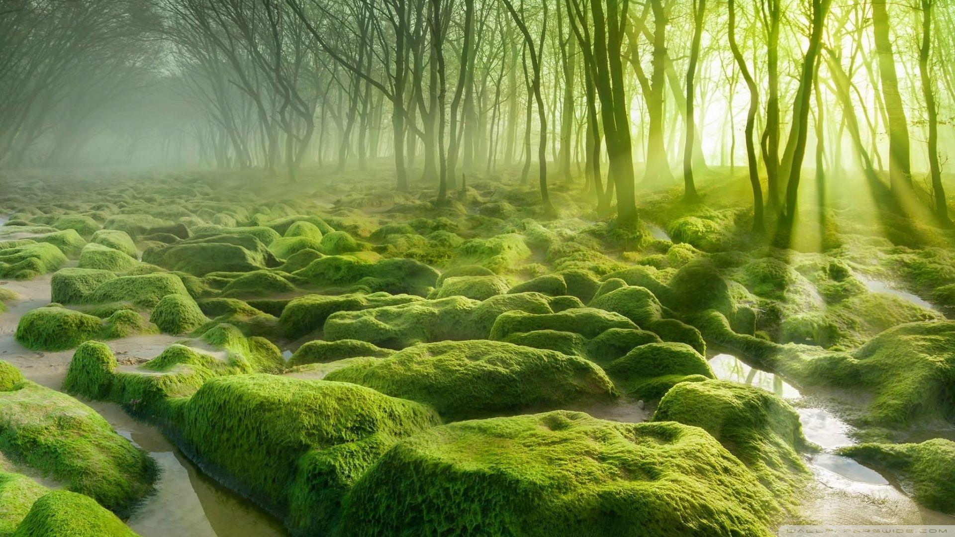 1920x1080 HD Green Forest Wallpaper
