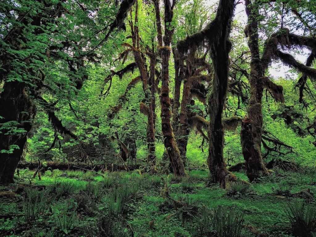 1024x768 Fully Green Forest Ultra HD wallpaper in 1024x768 resolution