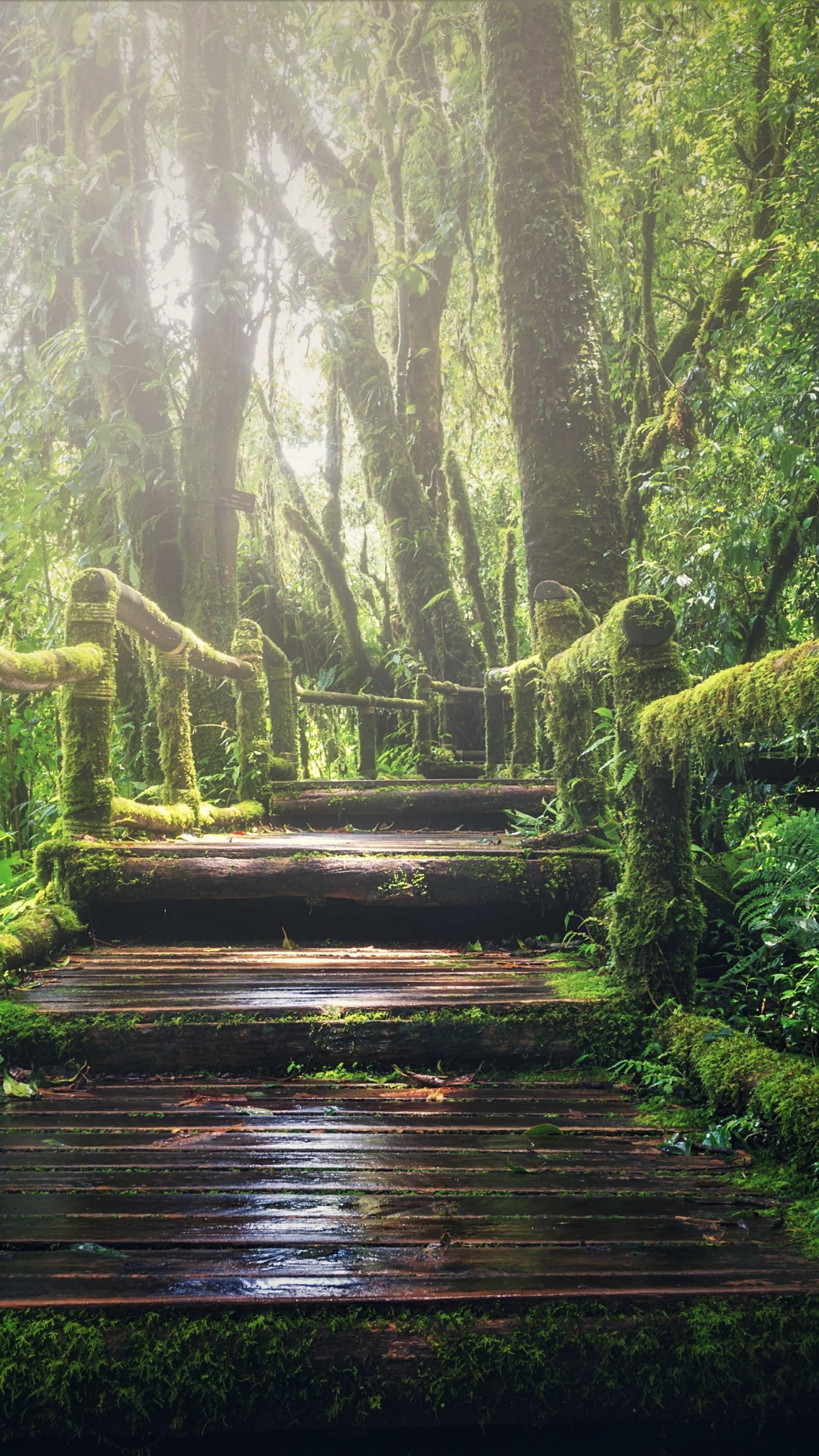 2160x3840 Wallpaper forest, green, 5K, Nature