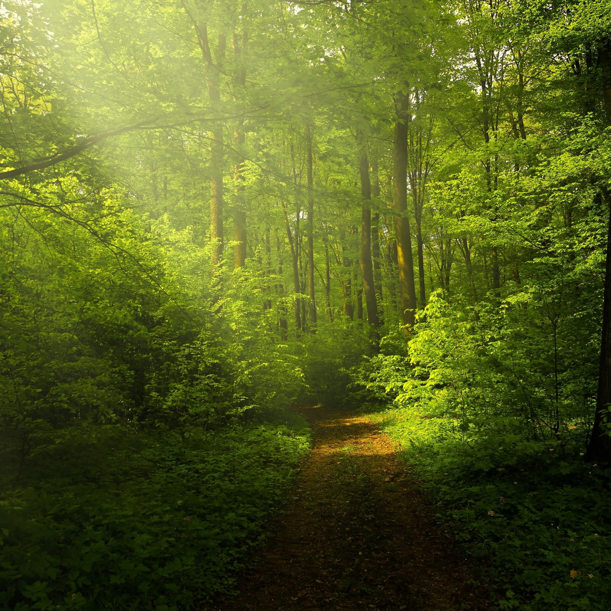 2048x2048 Green Forest Wallpaper 4K, Woods, Trails, Pathway, Sun rays, Glade, Scenery, Nature