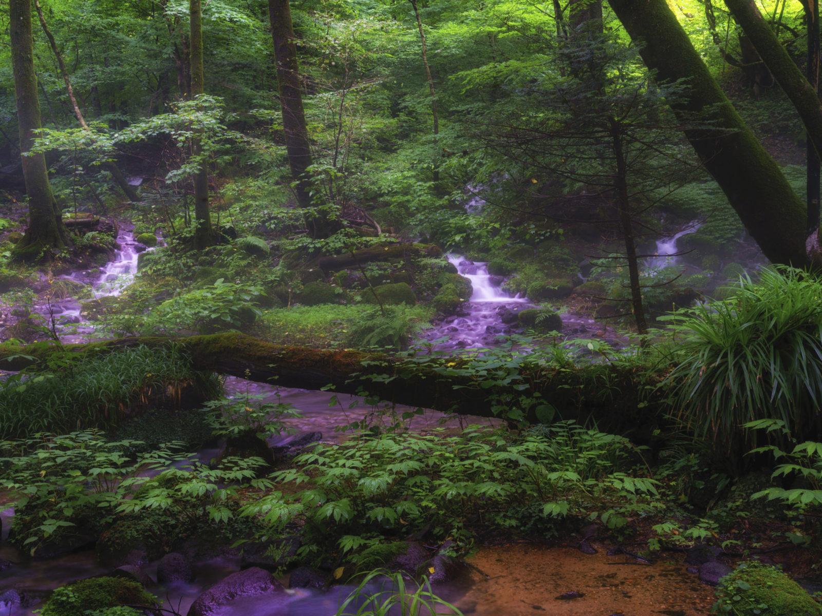 1600x1200 Syohjinsawa Tochigi Japan Water Green Forest Trees Bushes Fern 4k Ultra HD Tv Wallpaper For Laptop Tablet Mobile Phones And Deskx2400 :