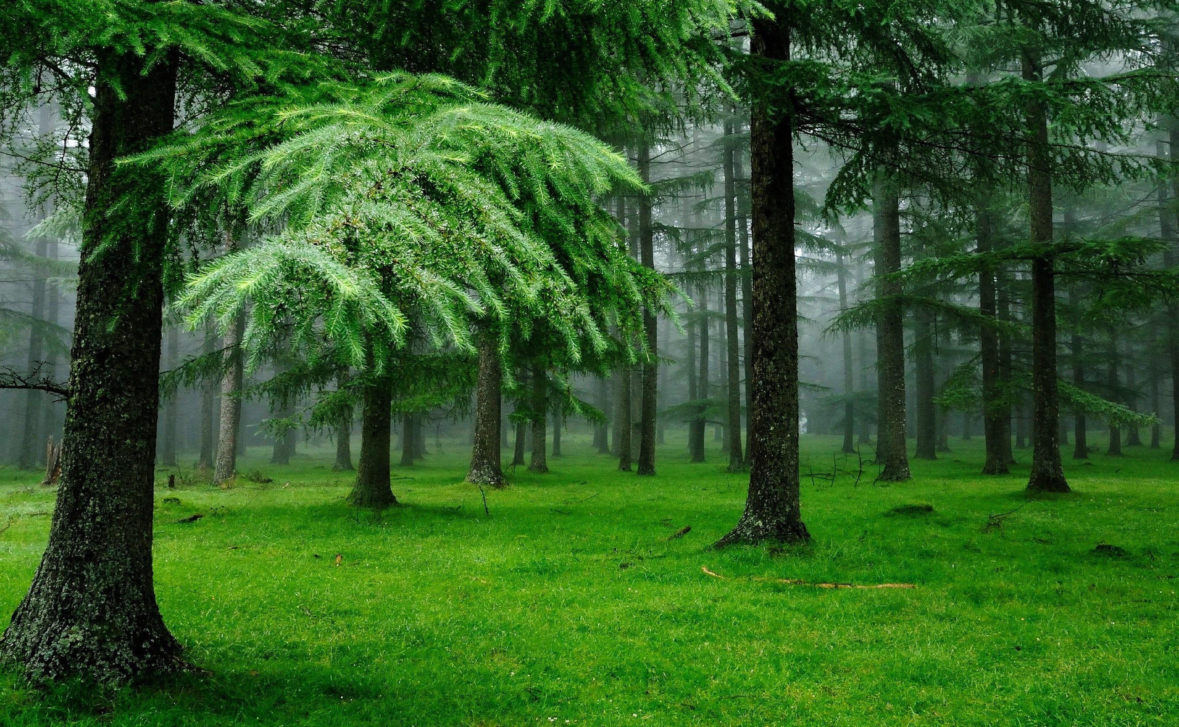 3840x2370 3840x2370 forest 4k wallpaper pack 1080p HD. Mocah HD Wallpaper