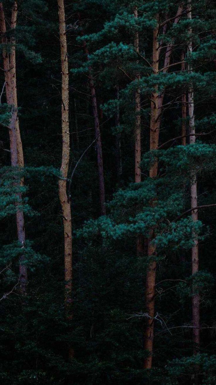 Green Forest 4K Wallpapers Top Free Green Forest 4K Backgrounds