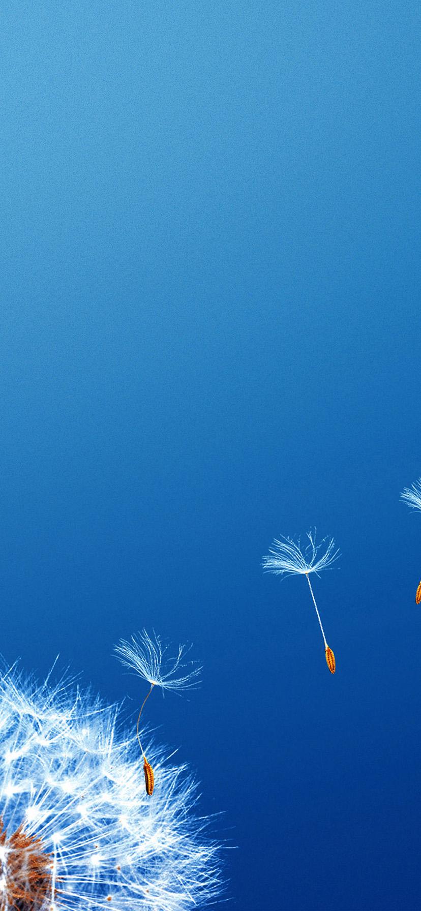 828x1792 Fly Flower Dandelion iPhone Xr Wallpaper Download Wallpaper Blue Flowers HD Wallpaper