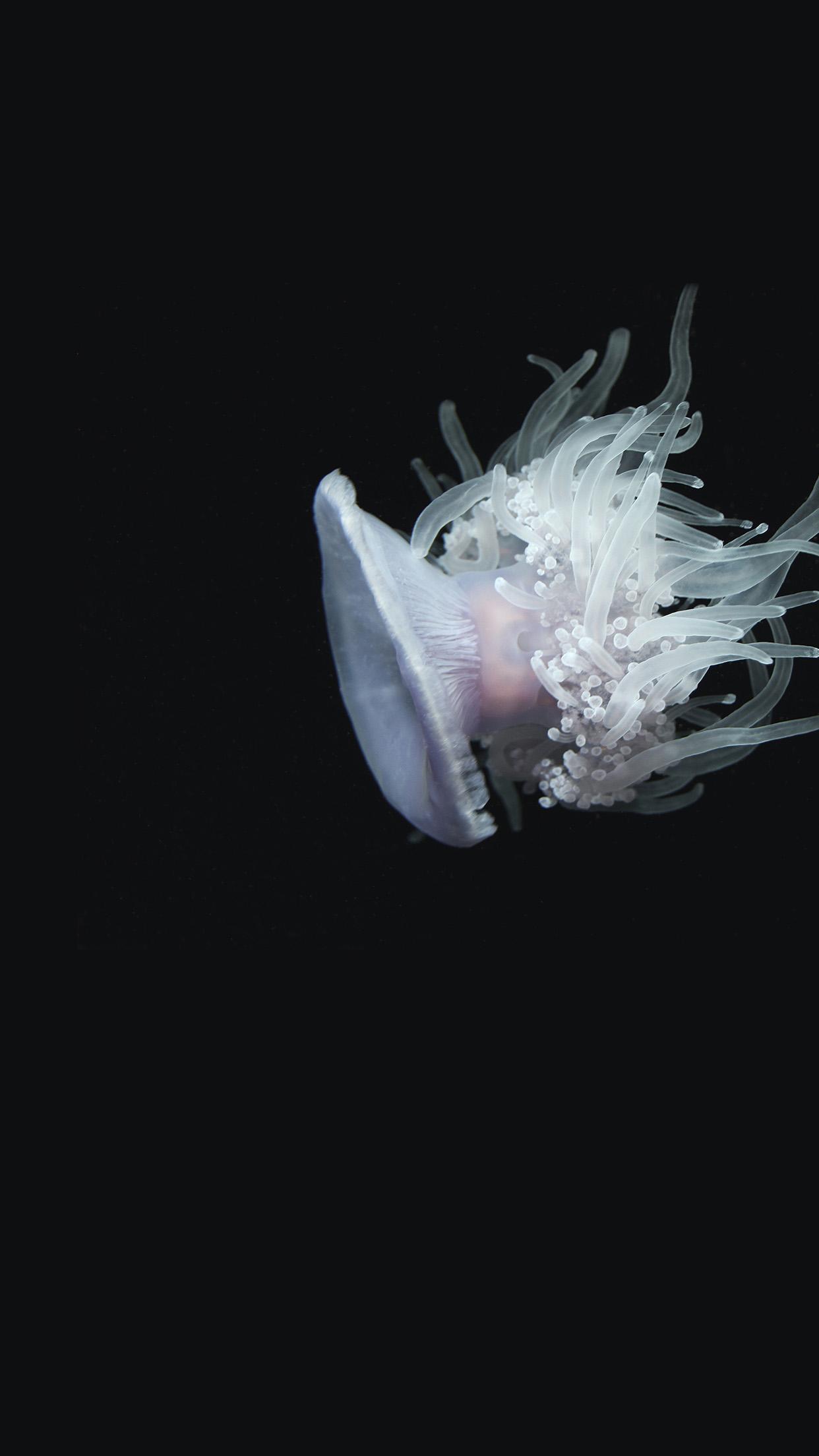 1242x2208 iPhone 6 wallpaper. jellyfish dark sea ocean animal