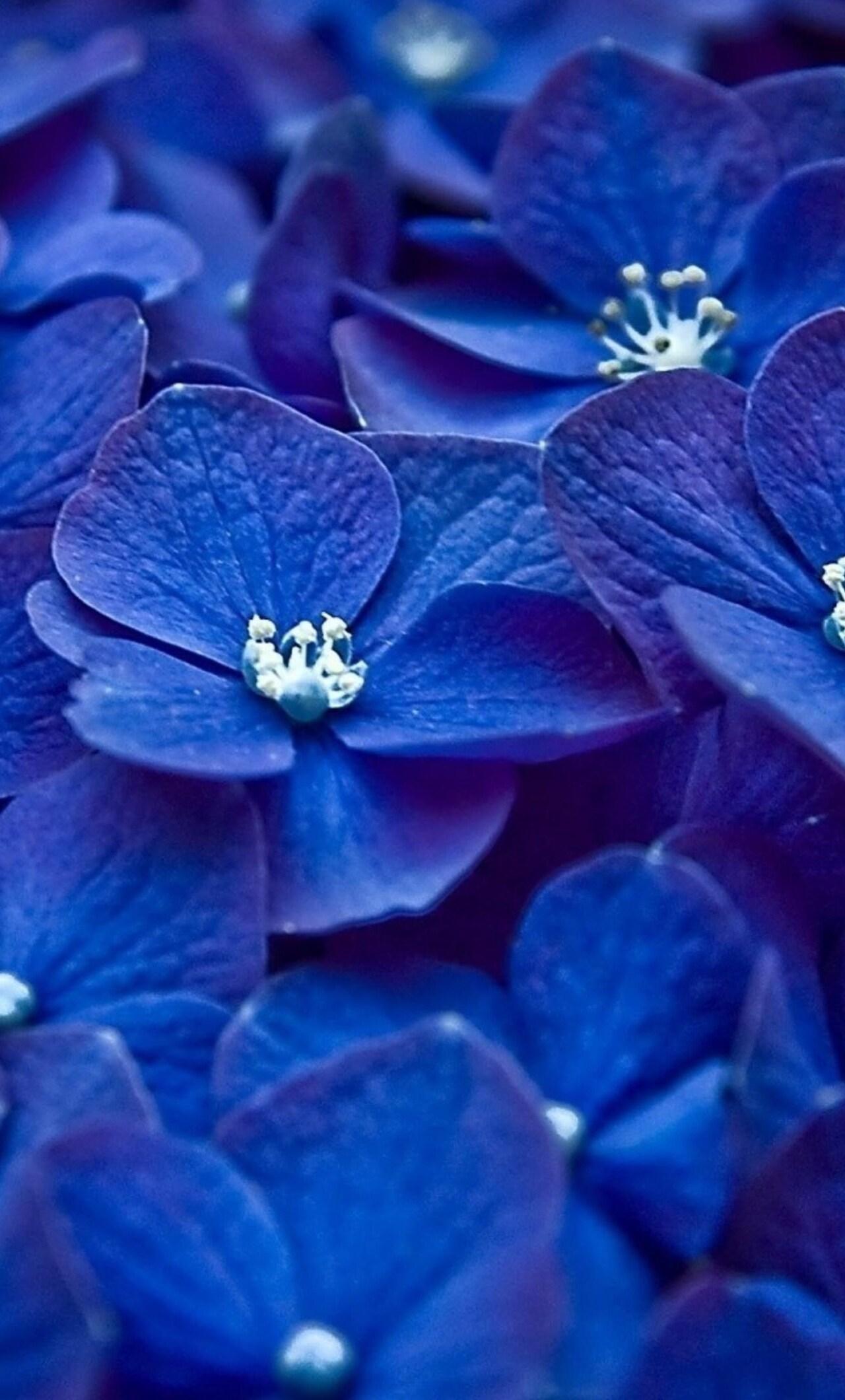 iPhone Blue Flower Wallpapers - Top Free iPhone Blue Flower Backgrounds