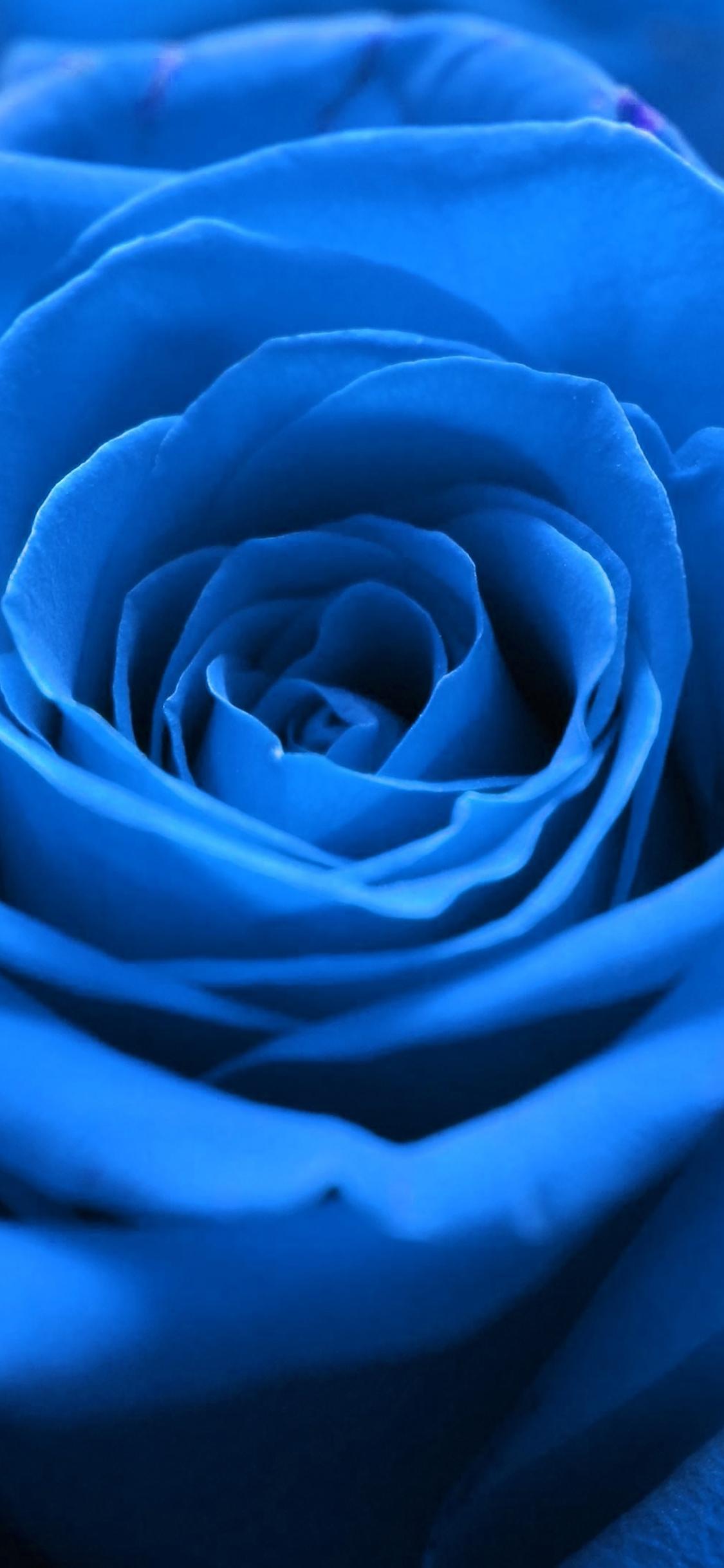 iPhone Blue Flower Wallpapers Top Free iPhone Blue Flower Backgrounds WallpaperAccess